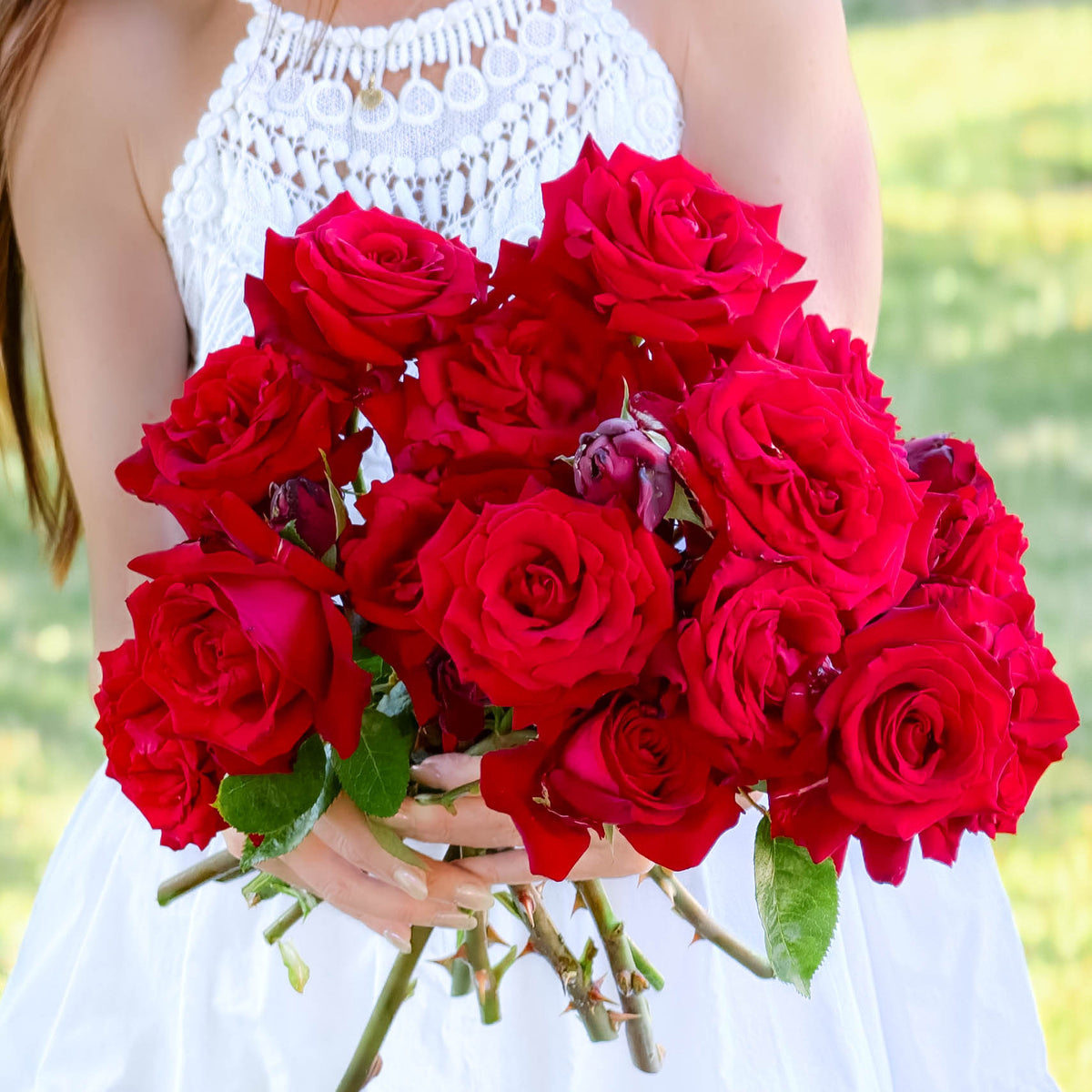 Ingrid Bergman® Bare Root Rose Bush