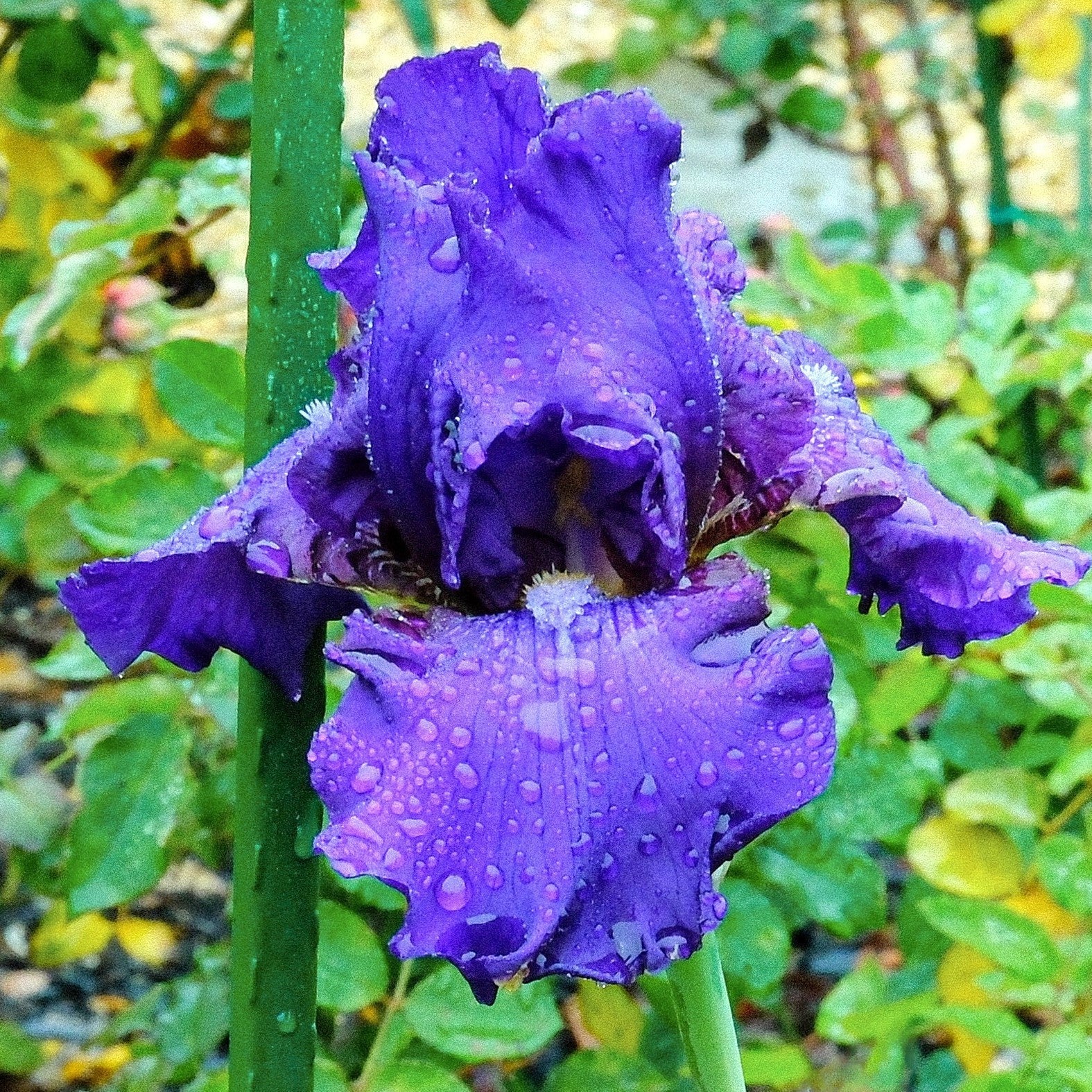Iris His Royal Highness Bearded Potted Iris Plant