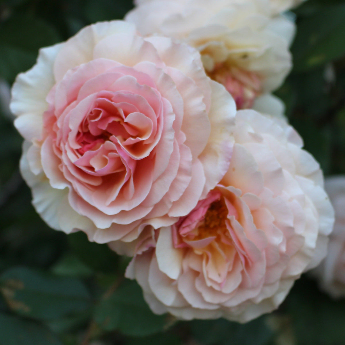 Jardins de Bagatelle Rose Bush