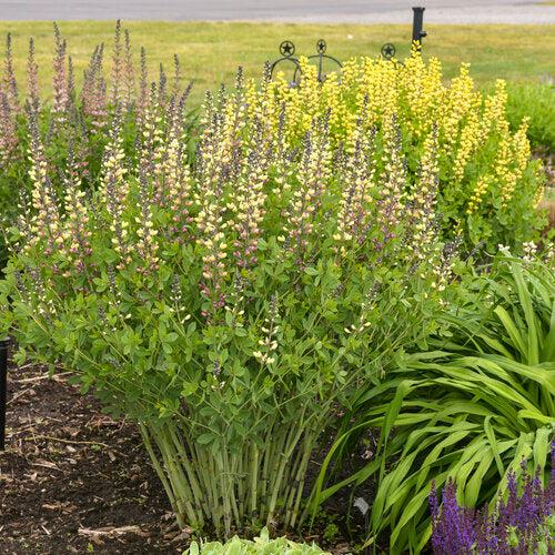 Proven Winners® Baptisia Deluxe Pink Lemonade Potted False Indigo Plant
