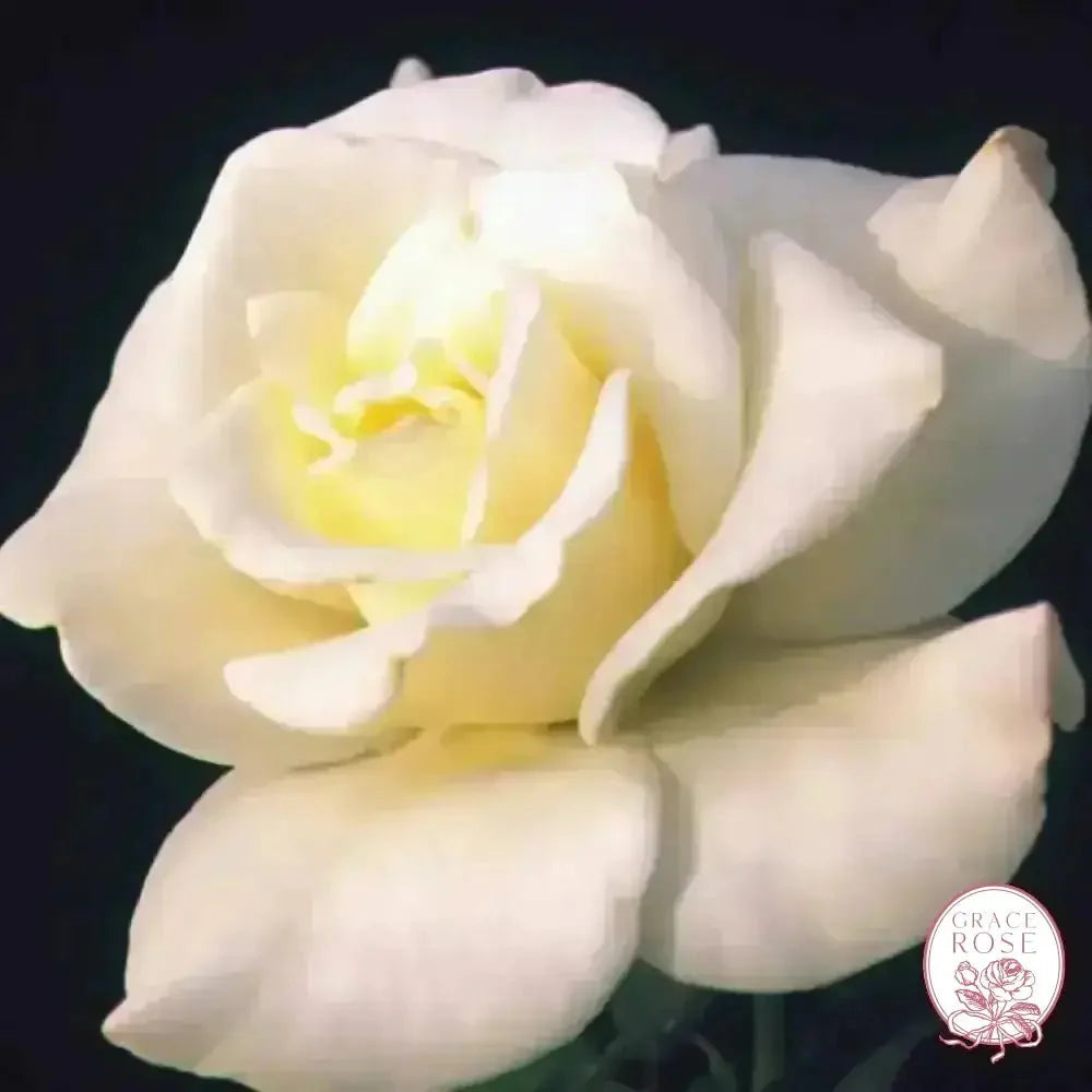 John F. Kennedy Bare Root Rose Bush