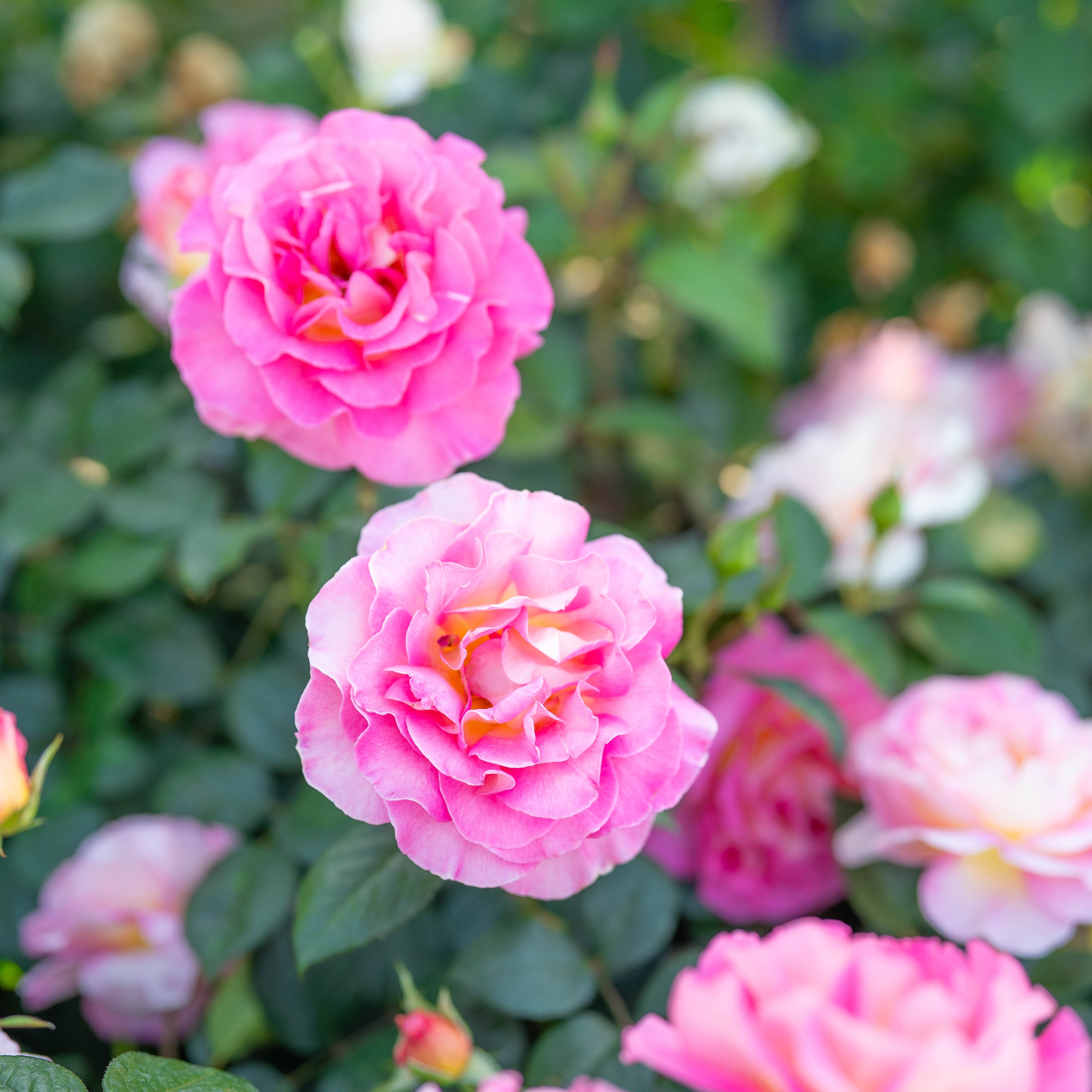 Close-up of pink roses with green foliage in the background