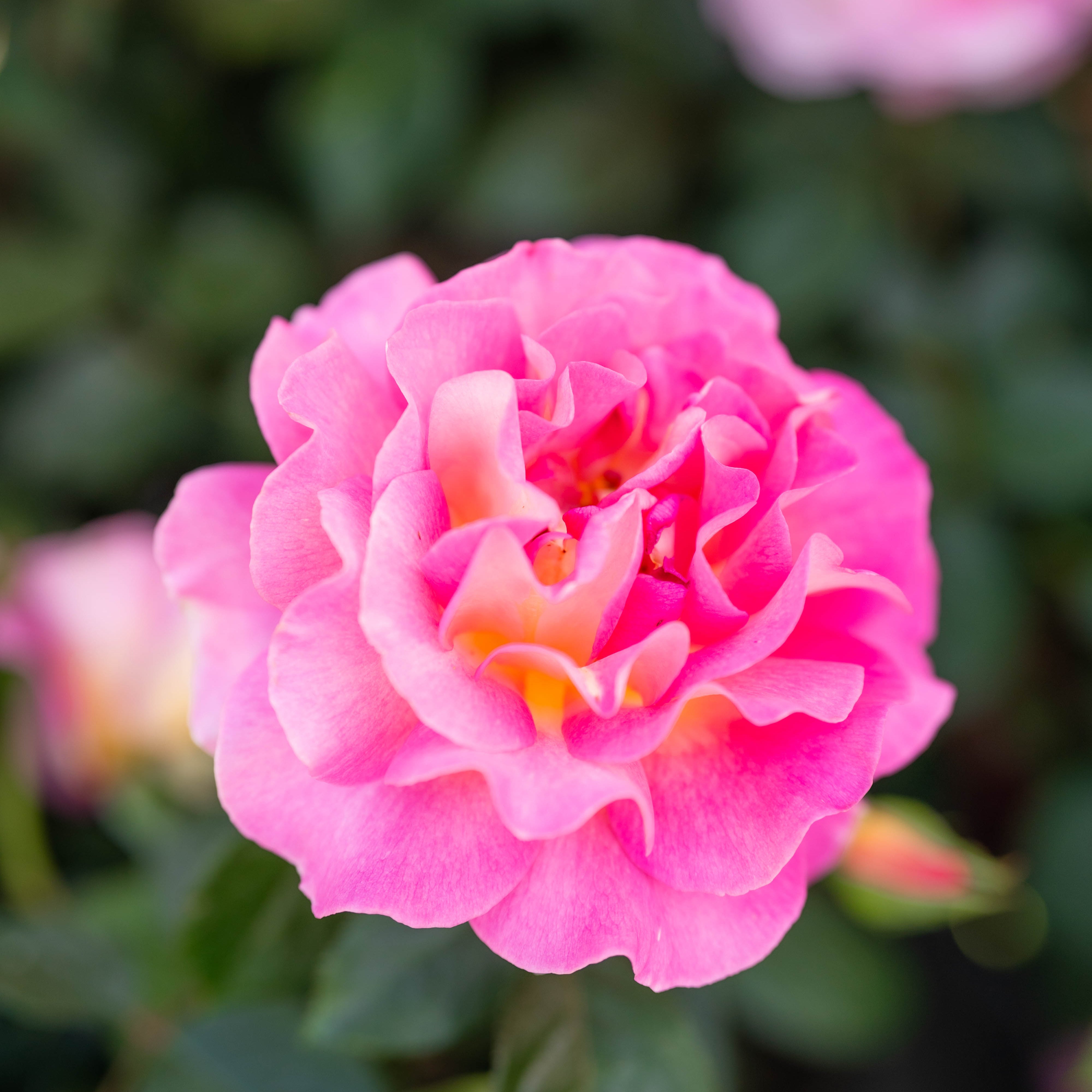 Close-up of a pink rose with a blurred background