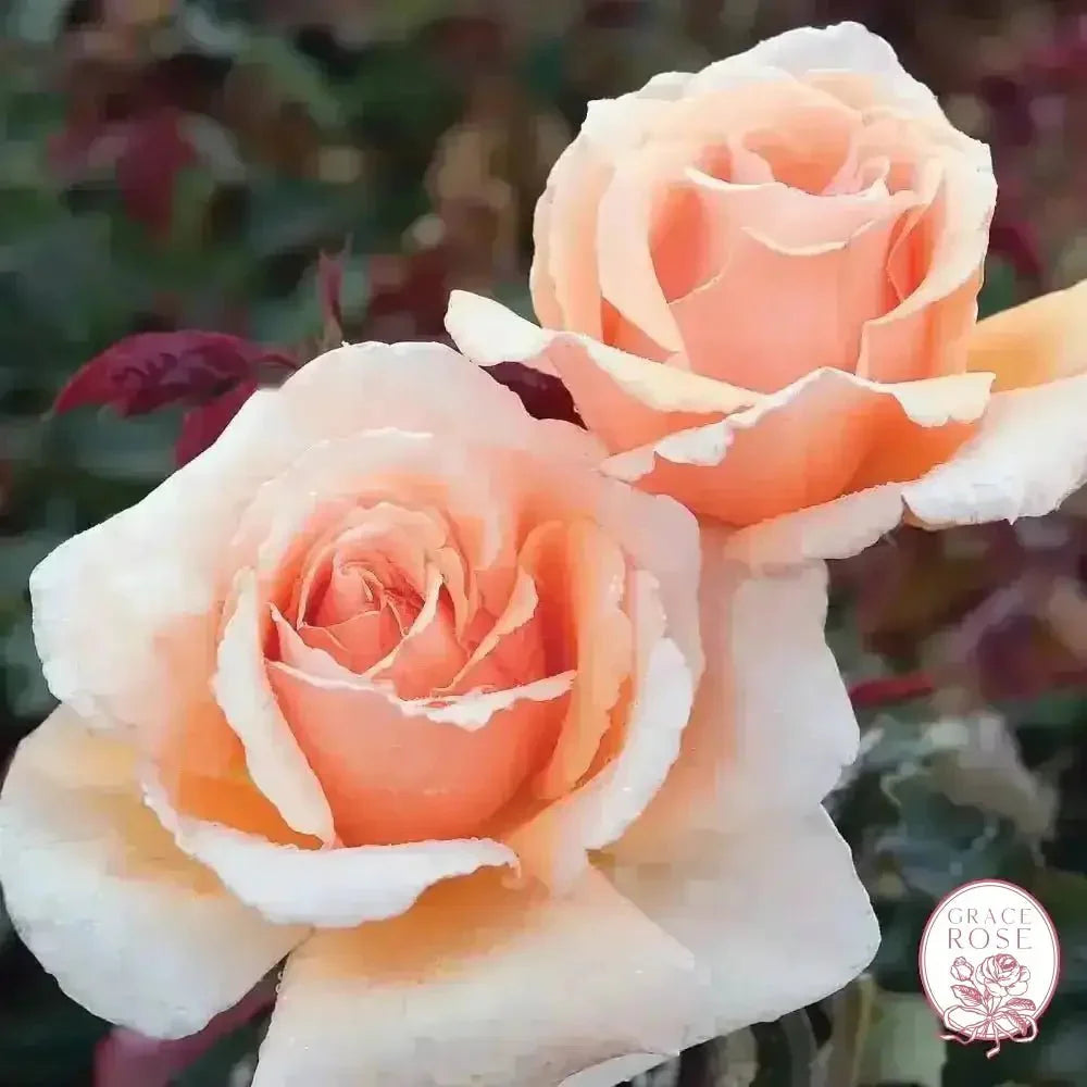 Just Joey Potted Rose Bush