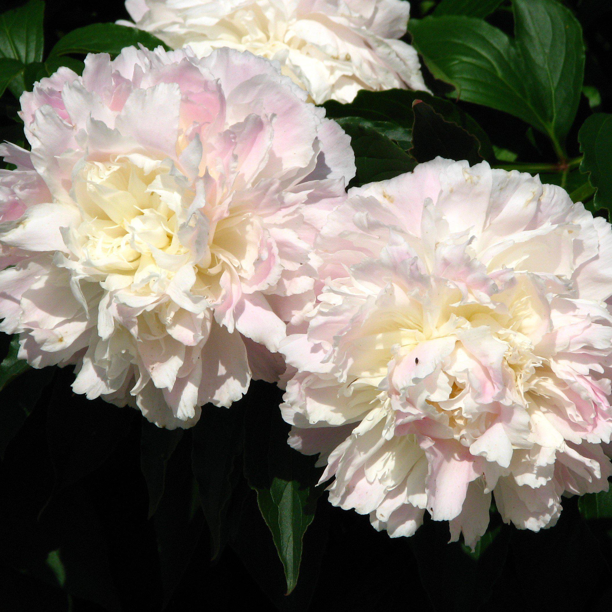 Peony 'Shirley Temple' Potted Peony Plant