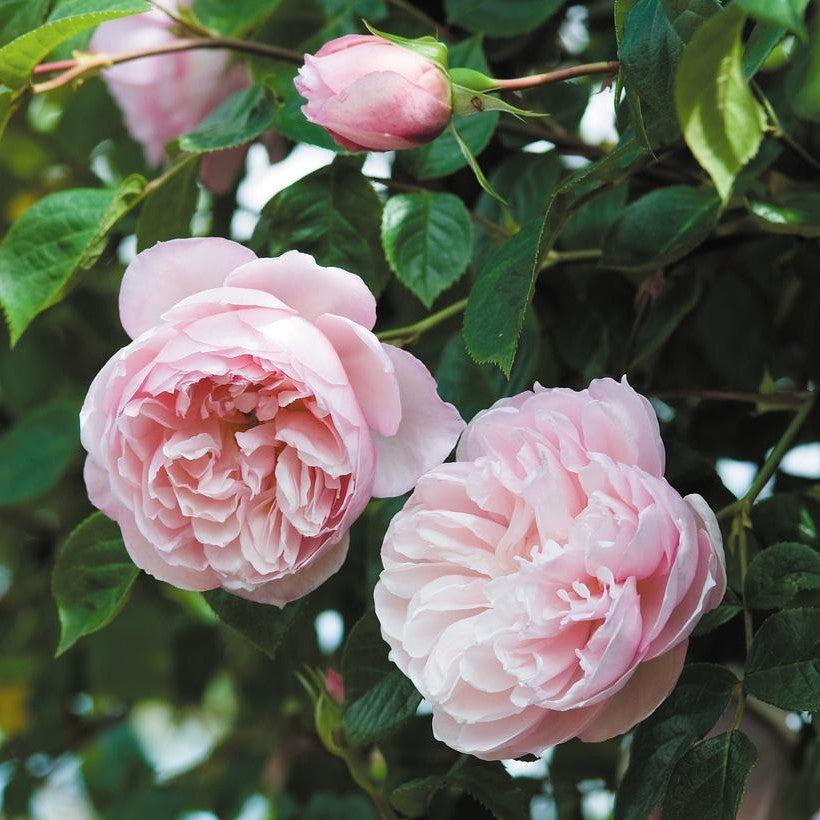 David Austin® The Generous Gardener® Potted Rose Bush