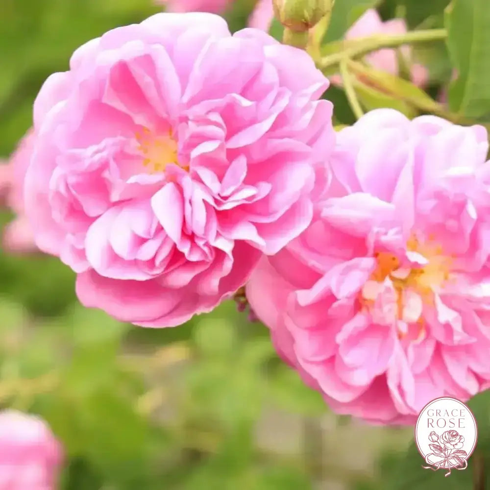 Kazanlik Damask Potted Rose Bush