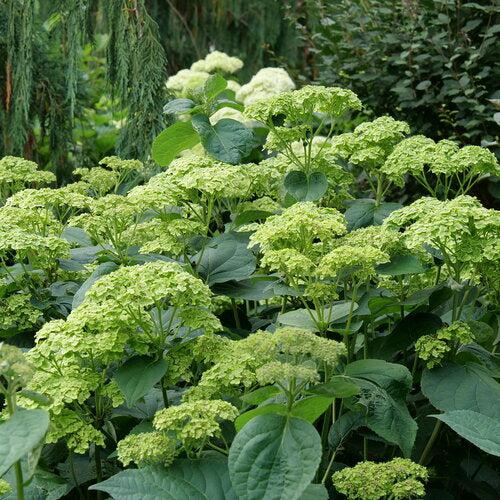Hydrangea Invincibelle Sublime™ Potted Smooth Hydrangea Bush