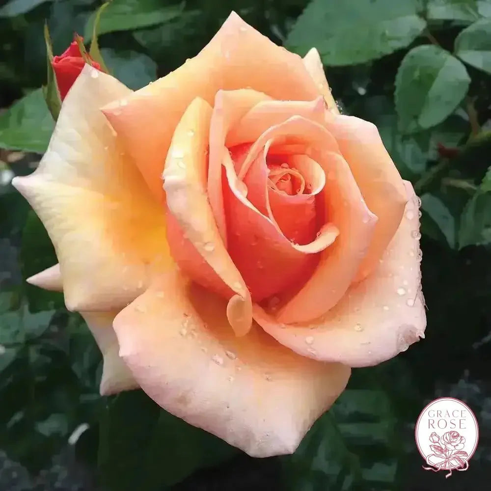 Kencara Sunrise Bare Root Rose Bush