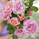 Koko Loko™ Potted Rose Bush