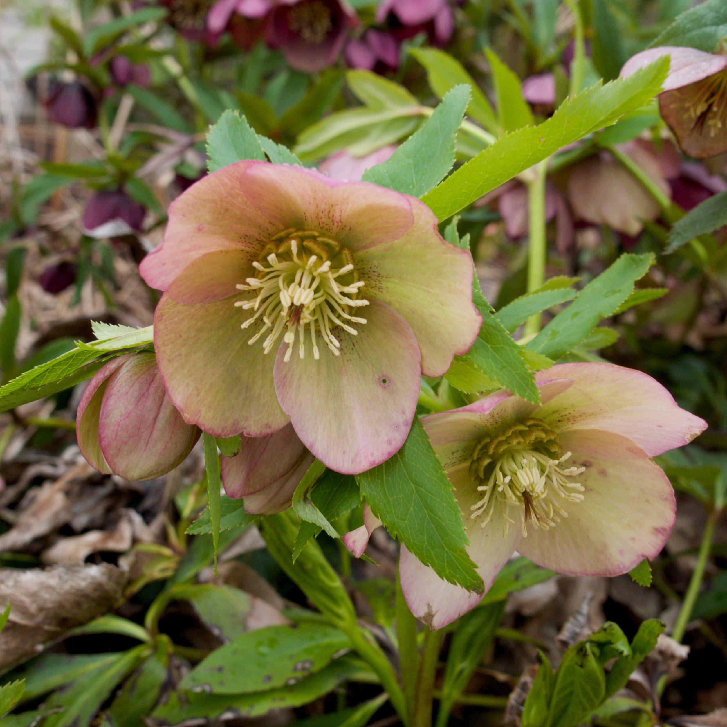 Helleborus x ericsmithii 'COSEH 730' - HGC® Champion Lenten Rose