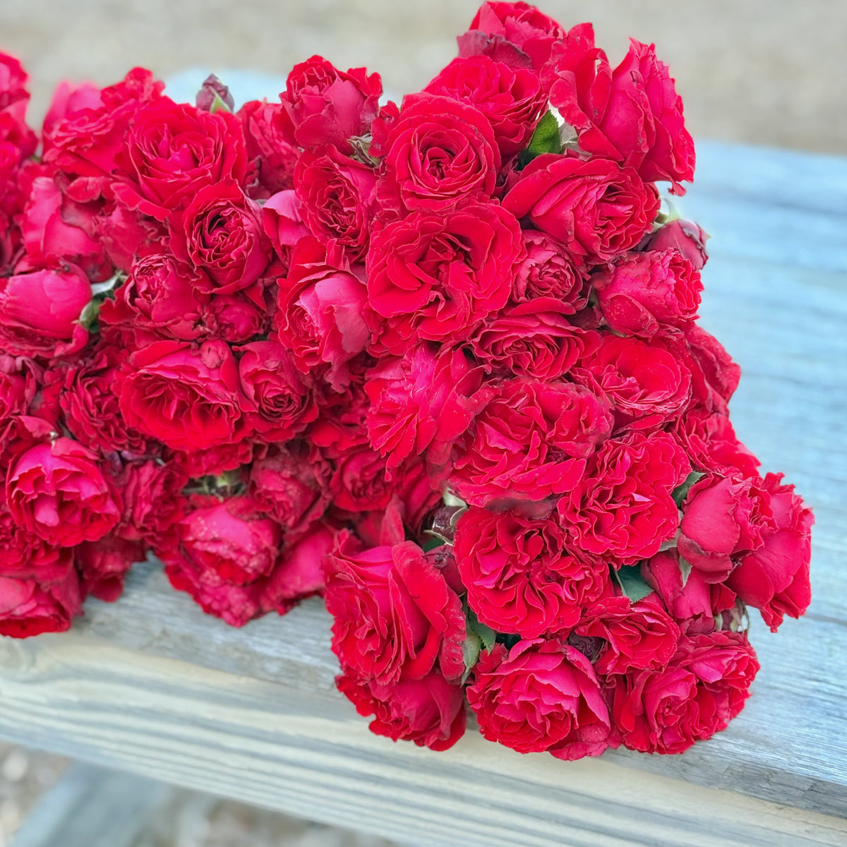 Lady In Red™ Bare Root Climbing Rose