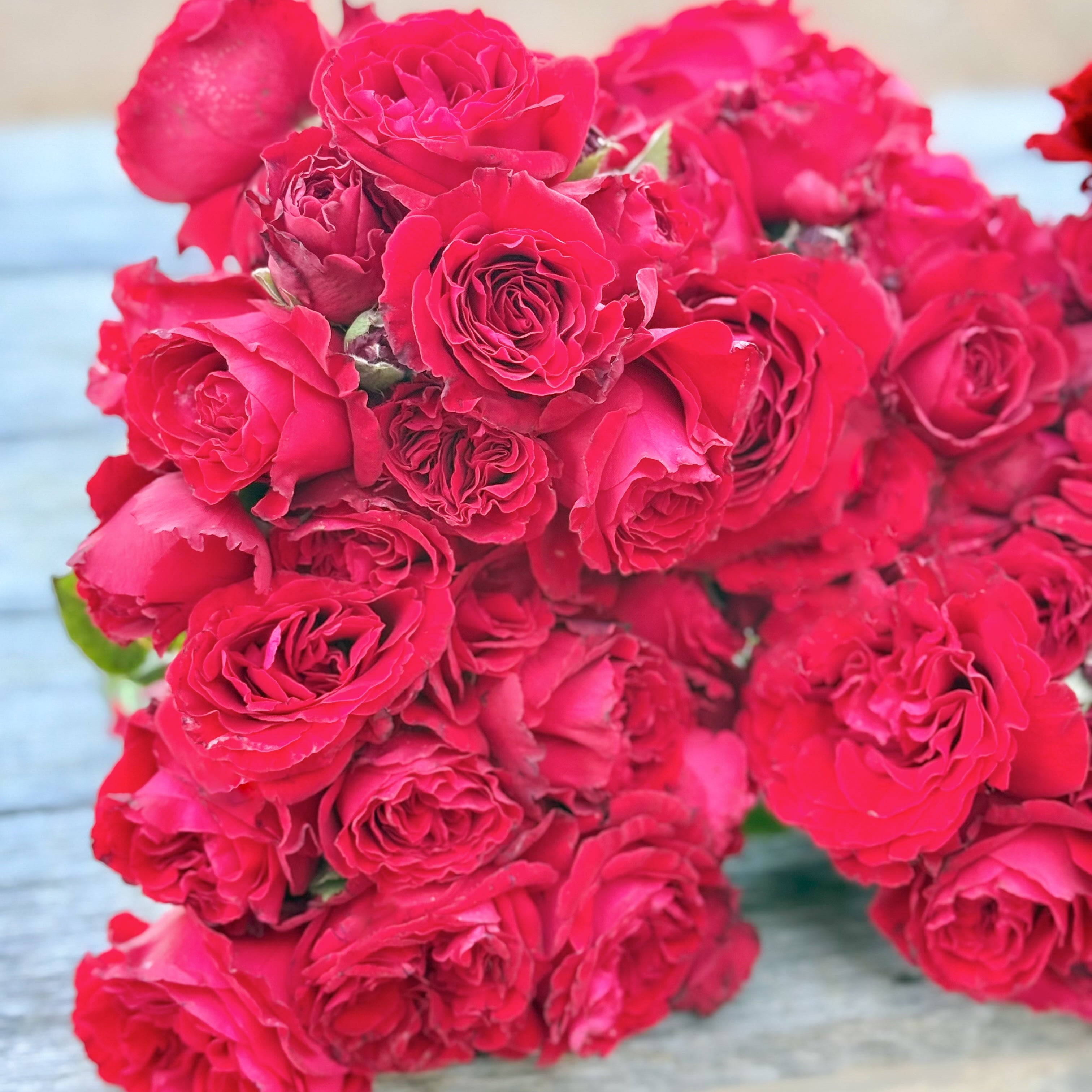 Lady in Red™ Potted Climbing Rose