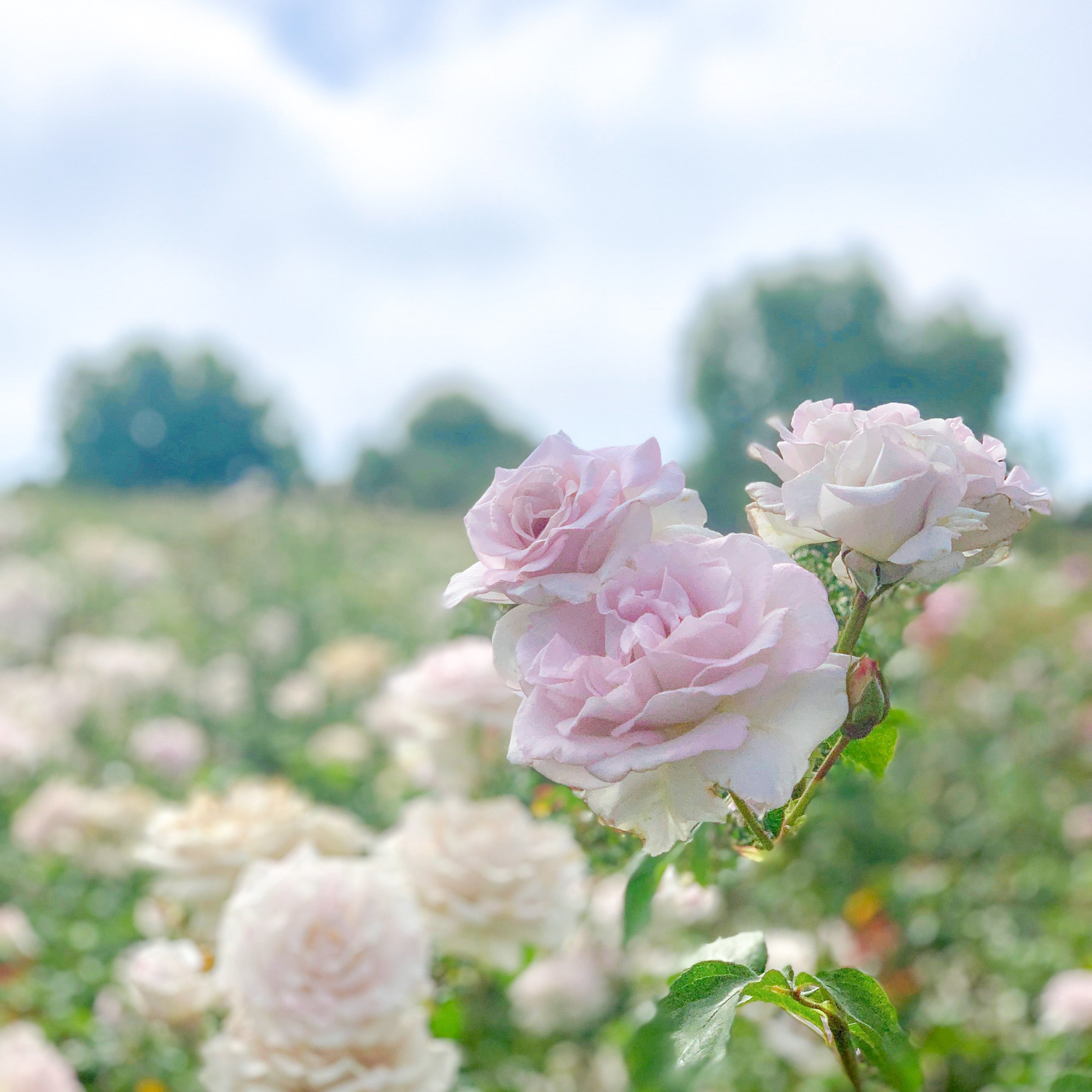 Lagerfeld® Bare Root Rose Bush