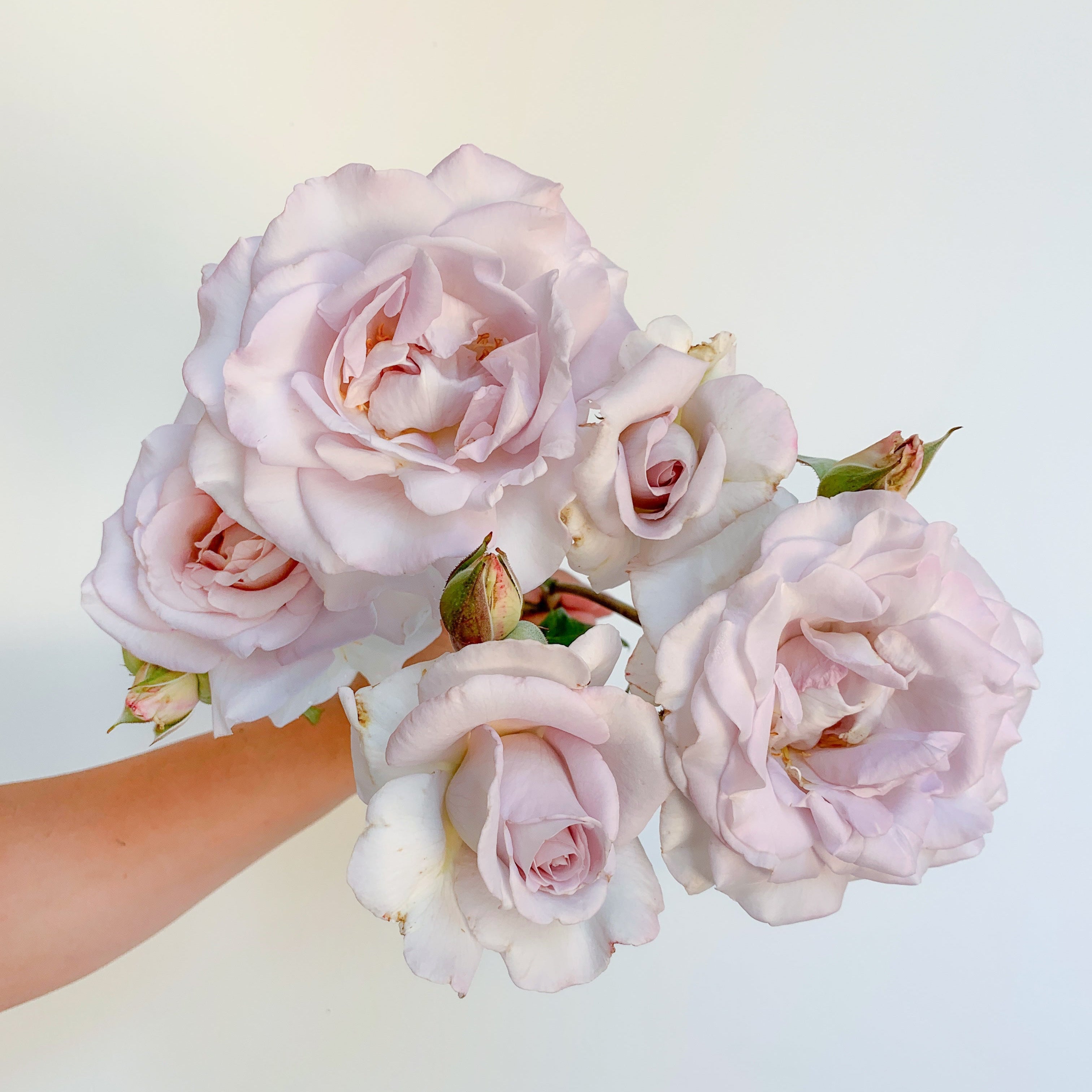 Lagerfeld® Bare Root Rose Bush