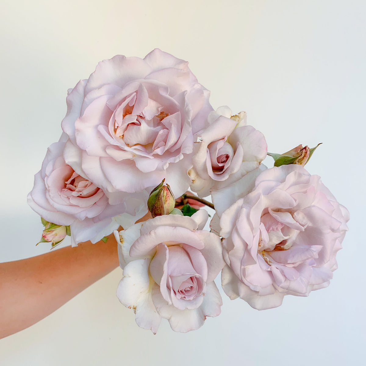 Lagerfeld® Bare Root Rose Bush