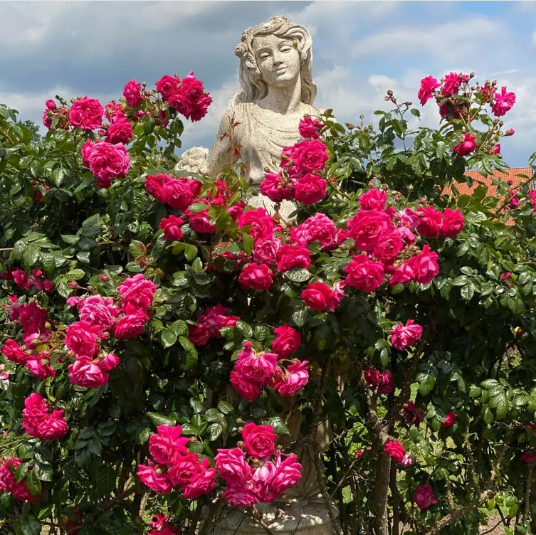 Arborose® Laguna™ Climbing Bare Root Rose