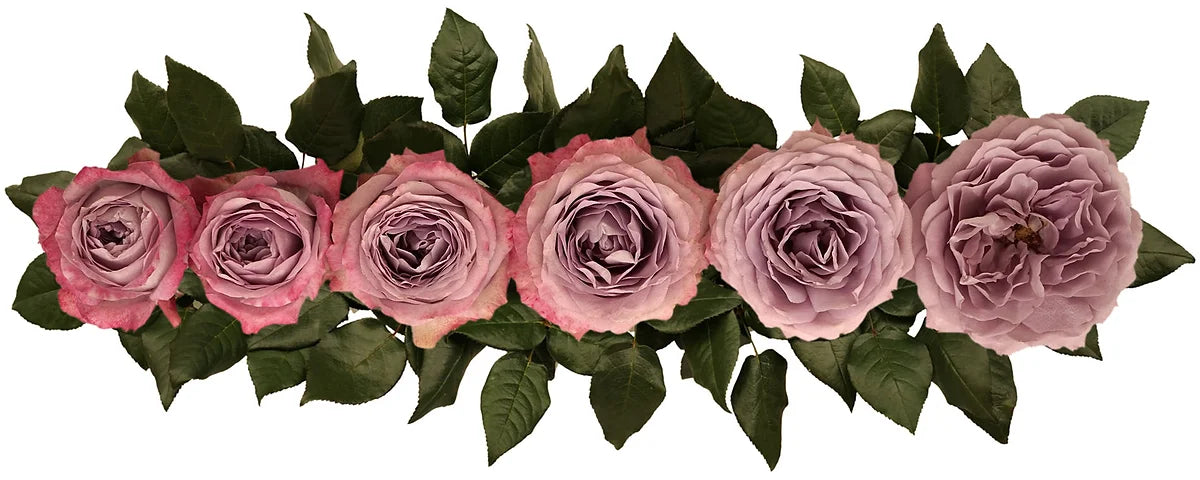 Lavender Bouquet® Special Bouquet