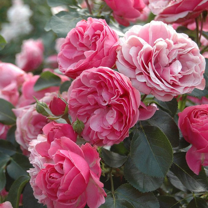 Leonardo da Vinci® Potted Rose Bush