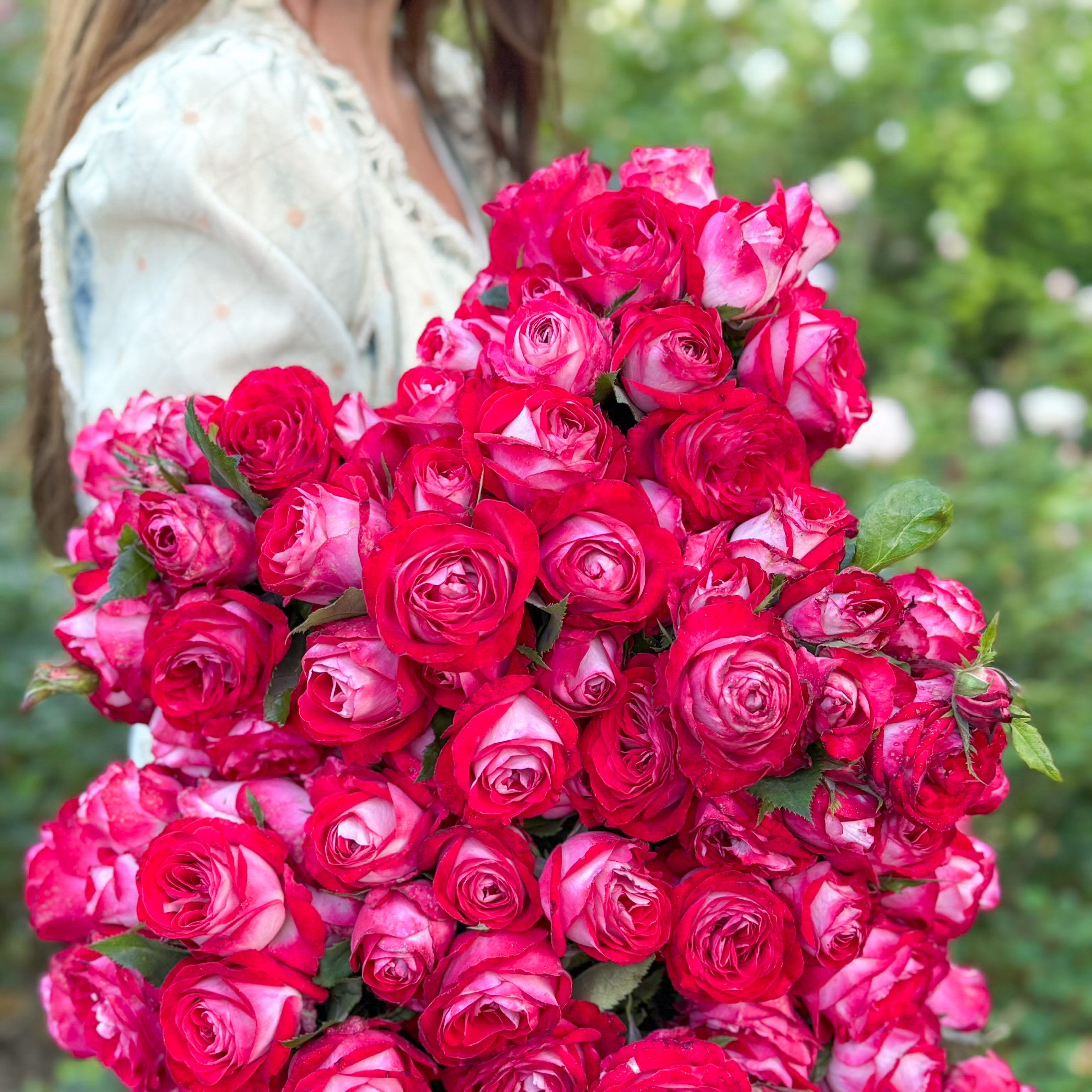 Love at First Sight™ Bare Root Rose Bush