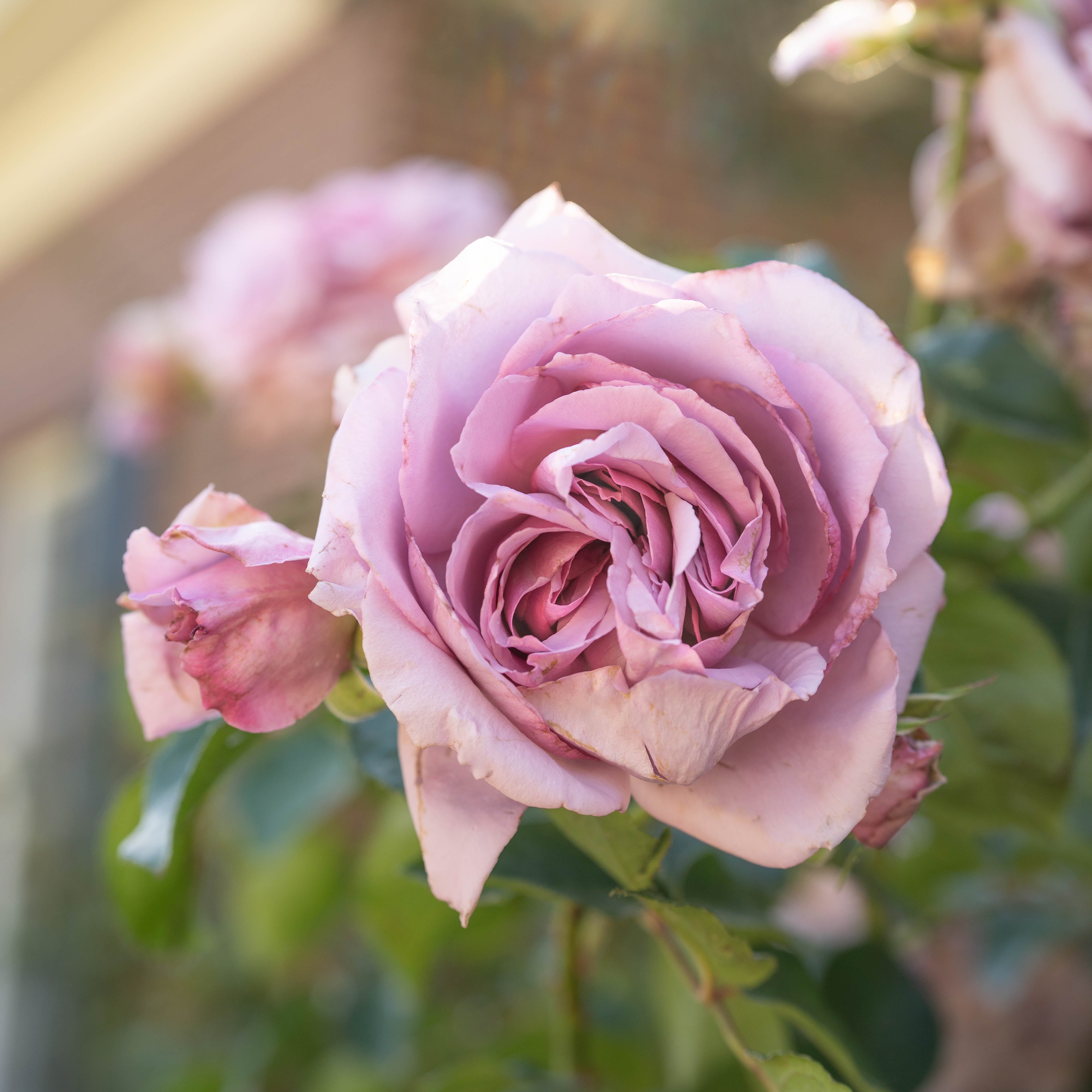 Love Song™ Bare Root Rose Bush