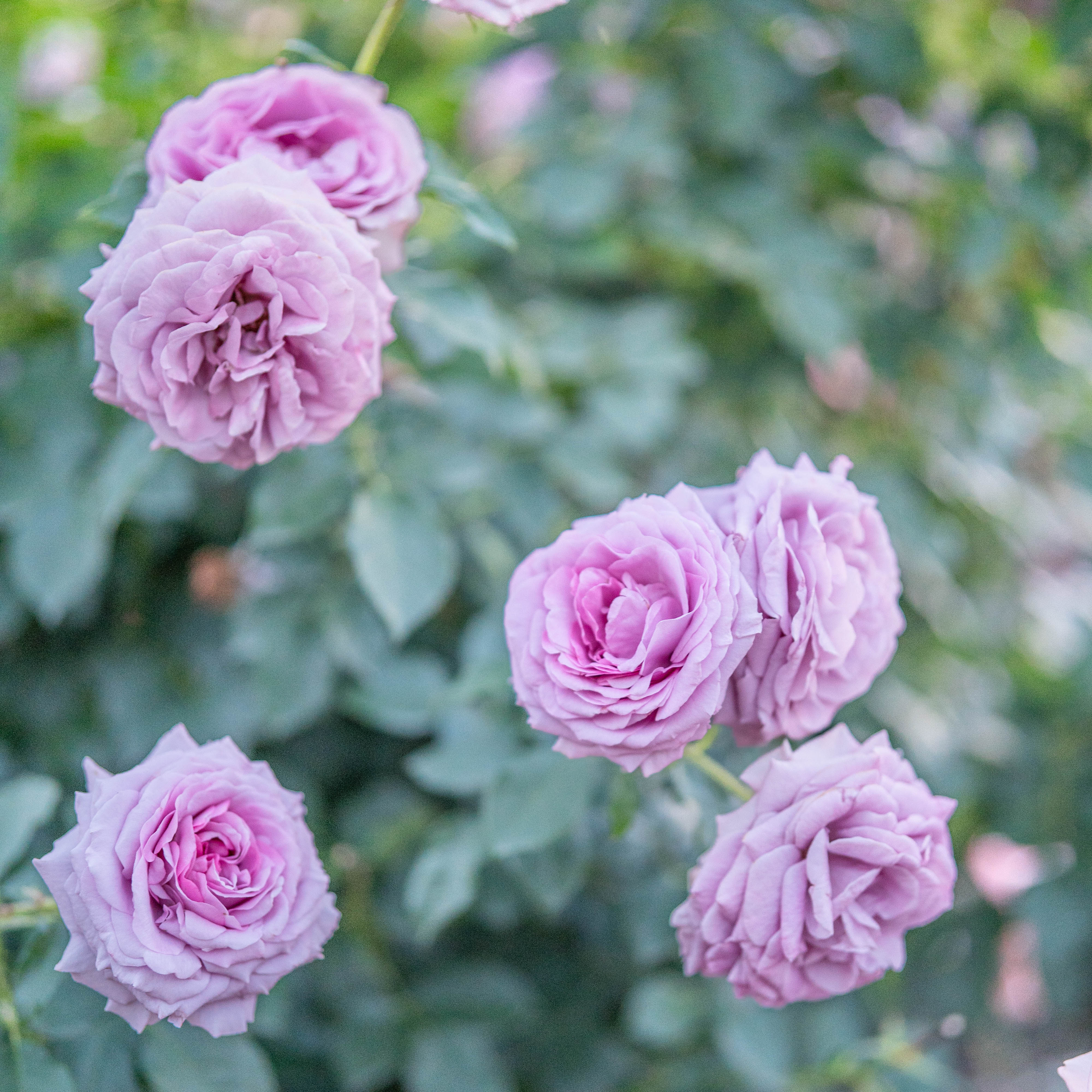 Love Song™ Bare Root Rose Bush