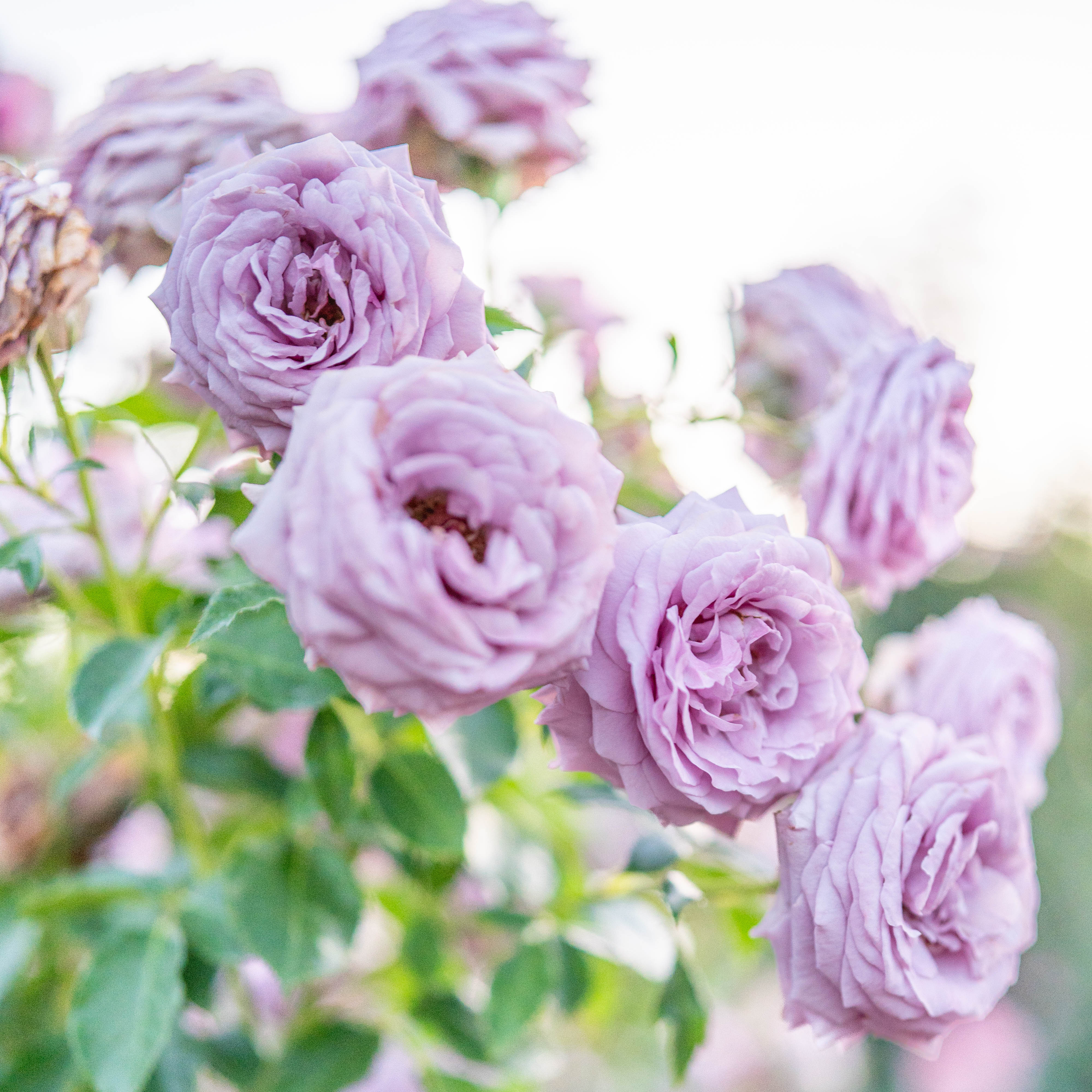 Love Song™ Bare Root Rose Bush