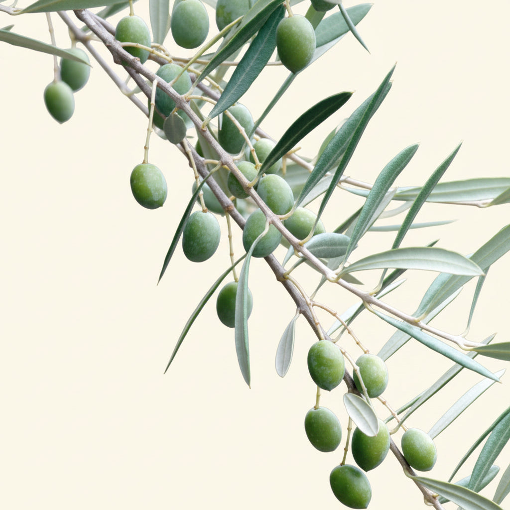 OLIVE TREE - Lucca Potted Olive Tree