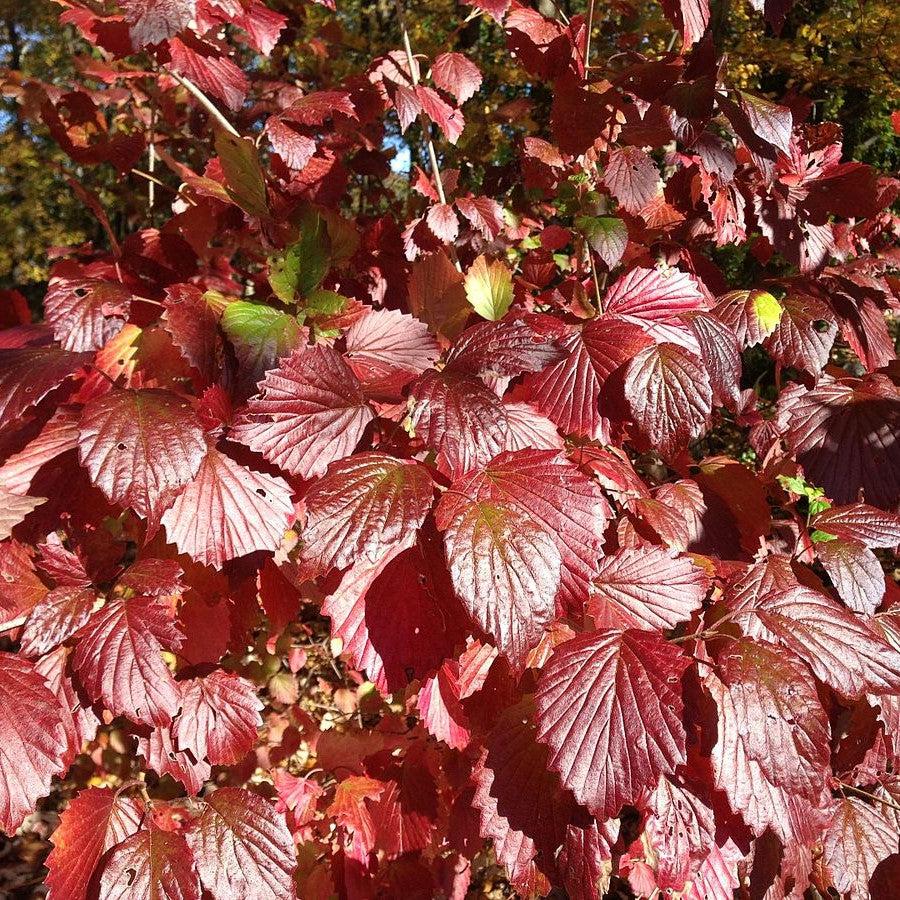 American Beauties® Native Plants Viburnum dentatum Blue Blaze™ Potted Viburnum Bush