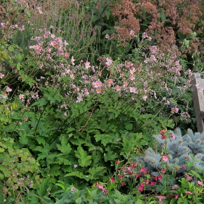 Anemone Robustissima Potted Grape Leaf Anemone Plant