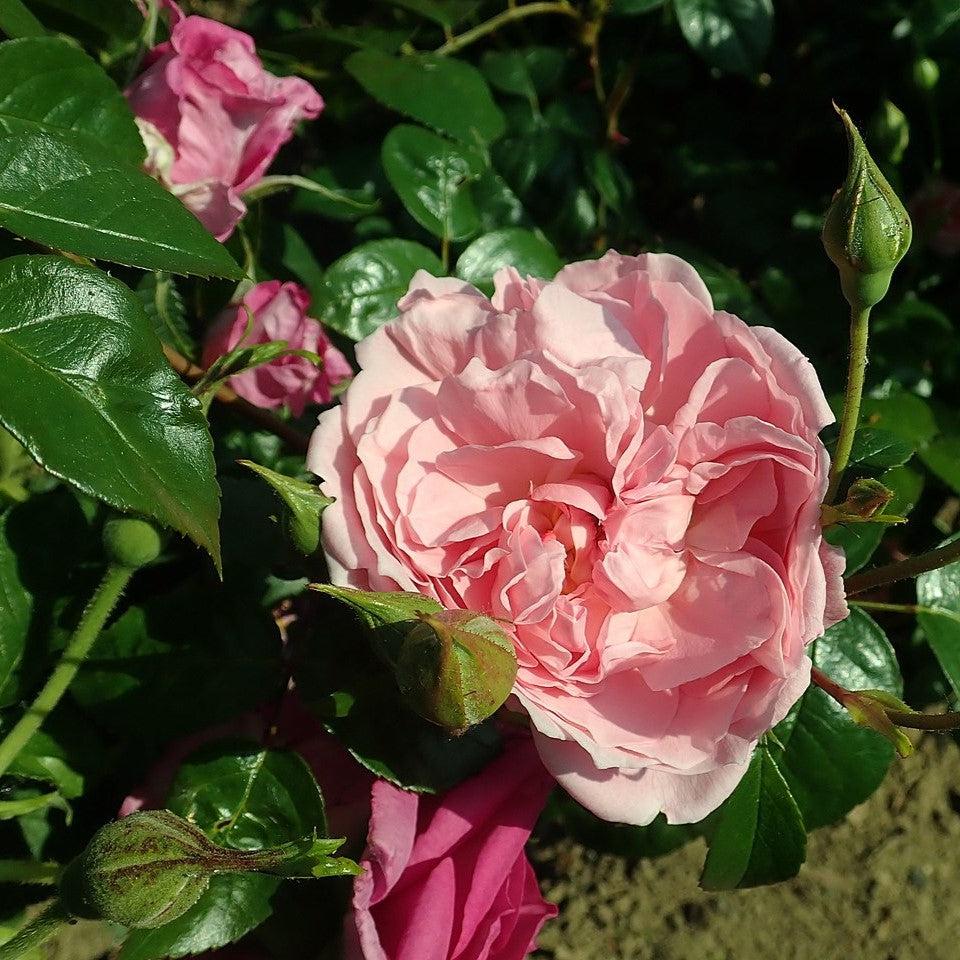 David Austin® Strawberry Hill® Climbing Potted Rose