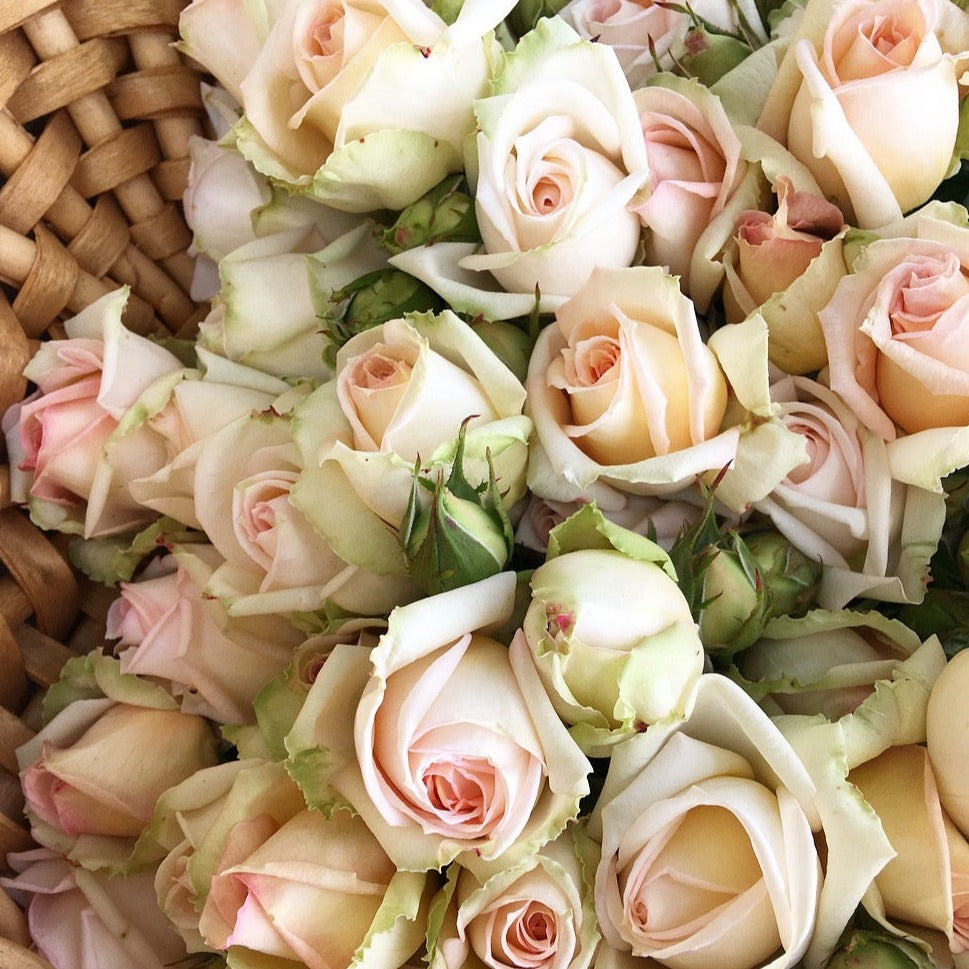 Madame Anisette Rose Bush