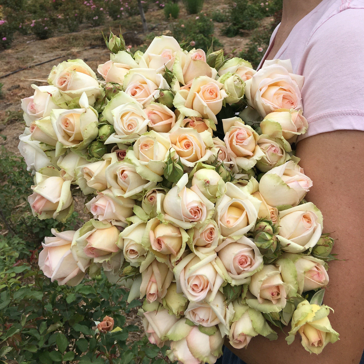 Madame Anisette Rose Bush