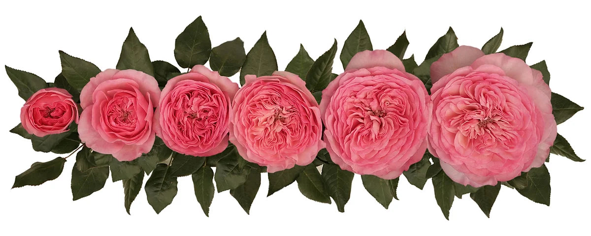 Mariatheresa® Bouquet