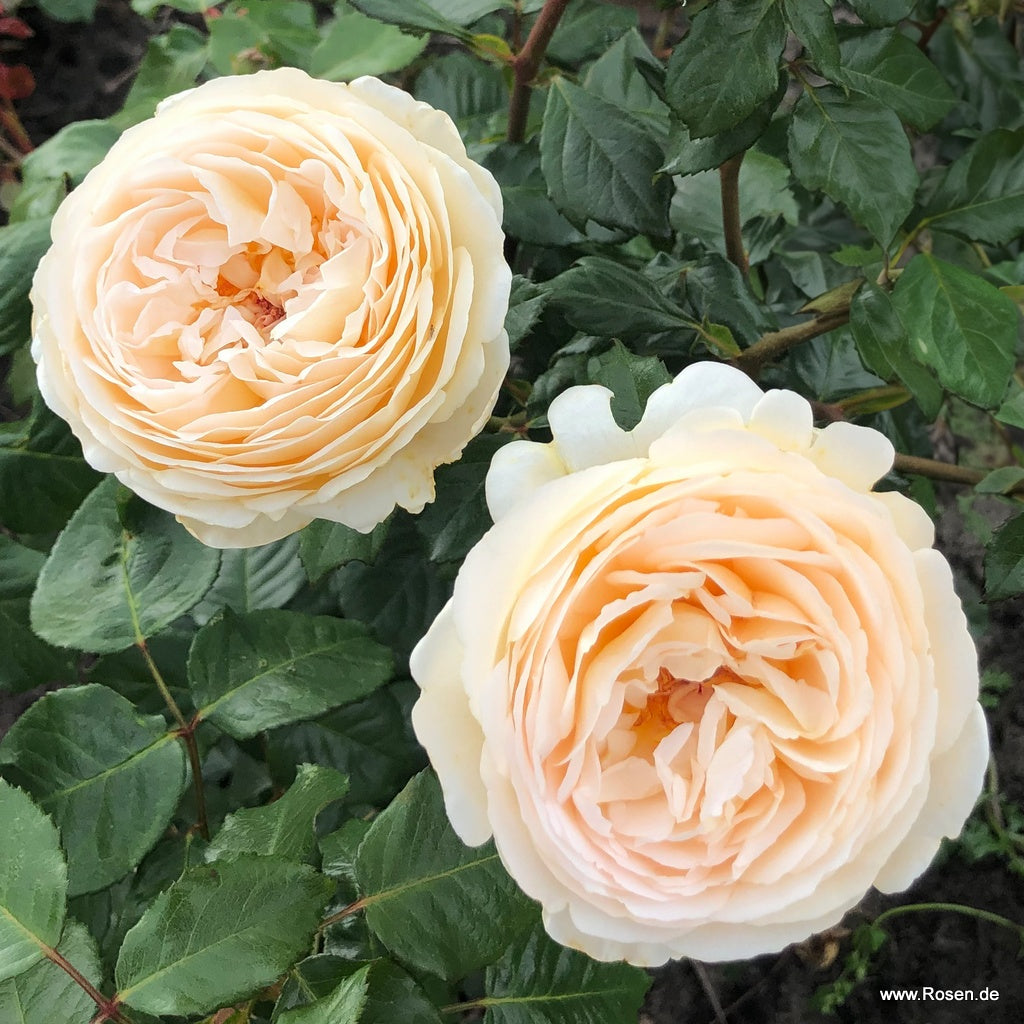 Wilhelmina-Grace™ Bare Root Rose Bush