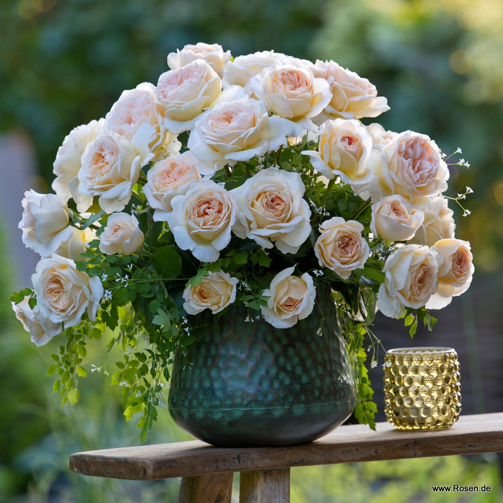 Wilhelmina-Grace™ Bare Root Rose Bush