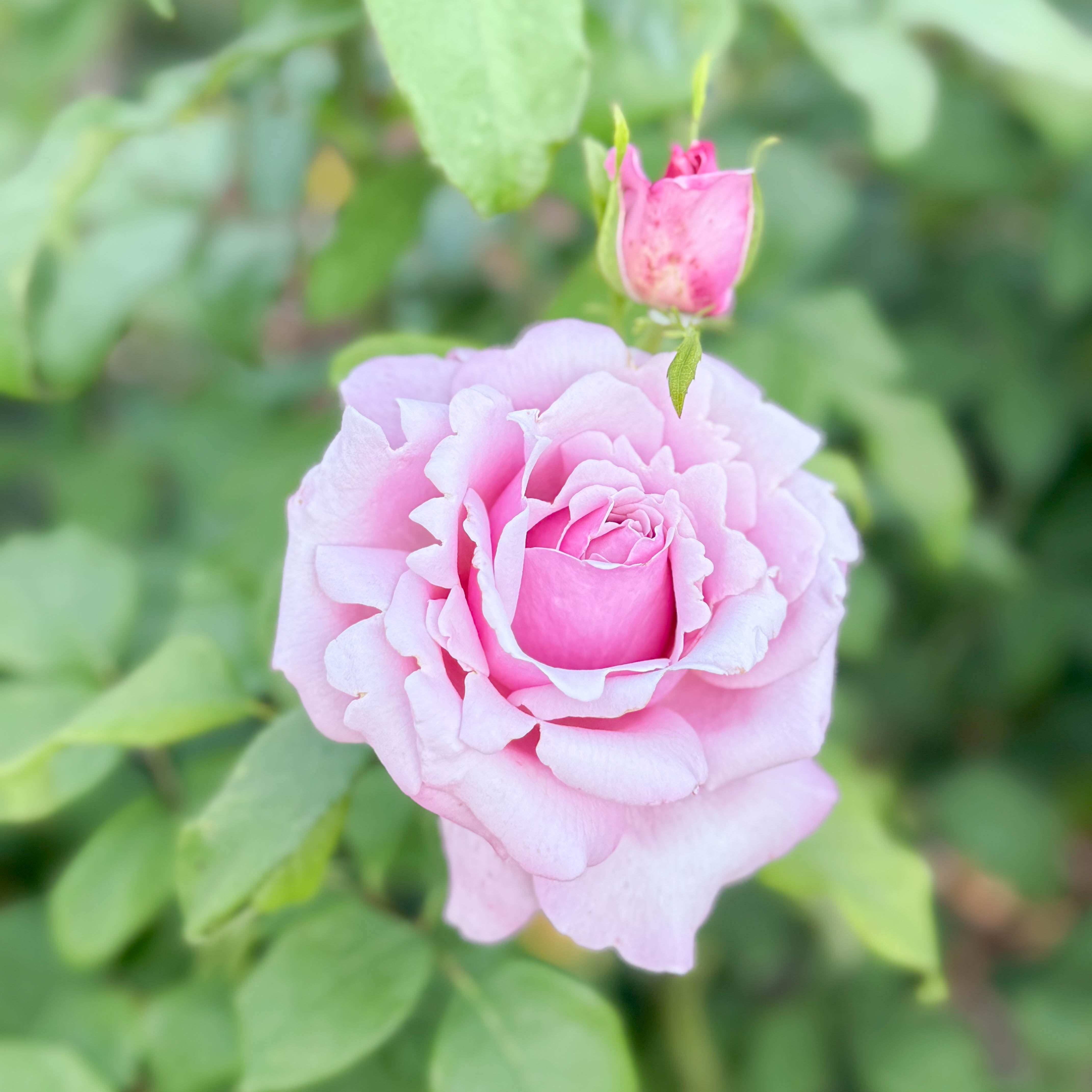 Memorial Day™ Potted Rose Bush