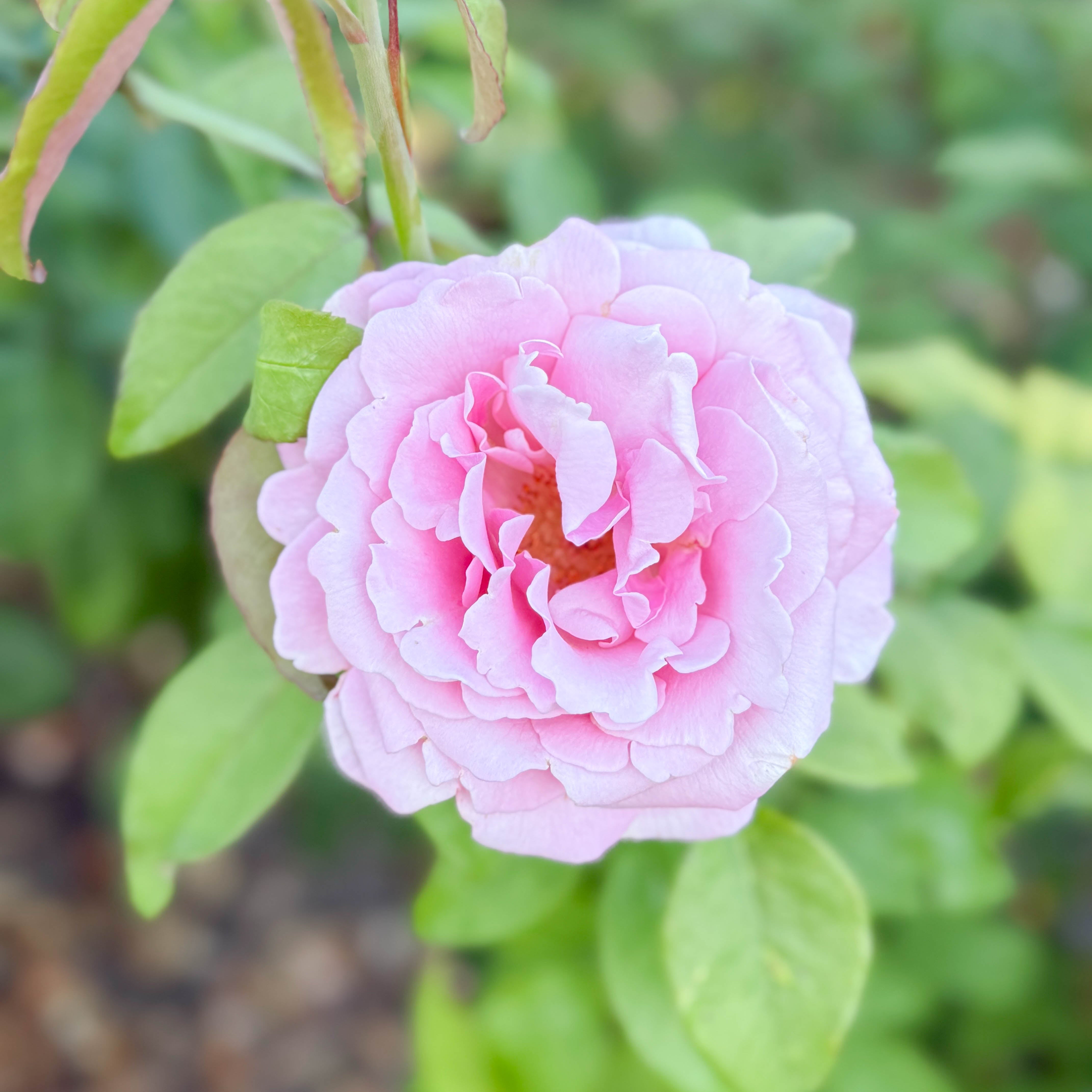 Memorial Day® Bare Root Rose Bush