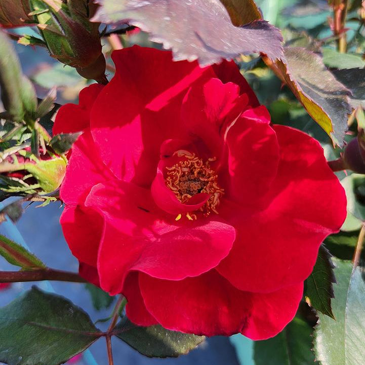 Miracle on the Hudson® Potted Rose Bush