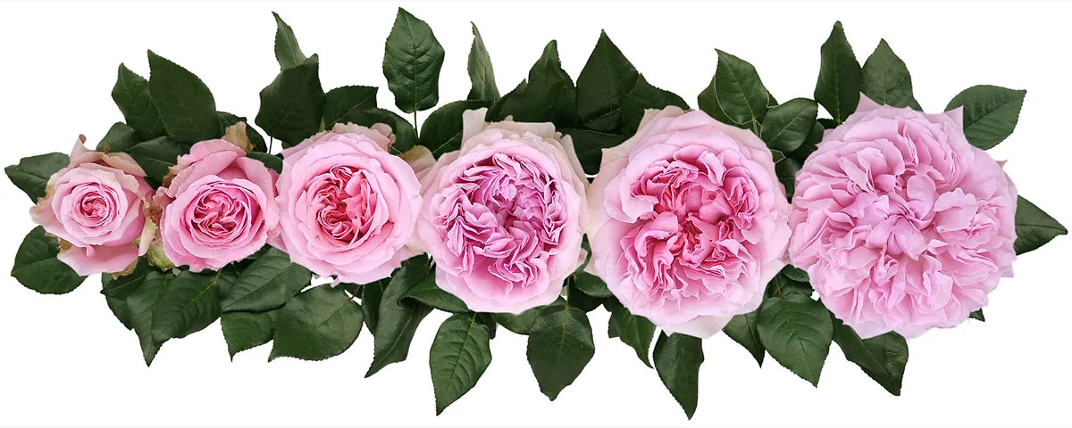 Miranda™ Special Bouquet