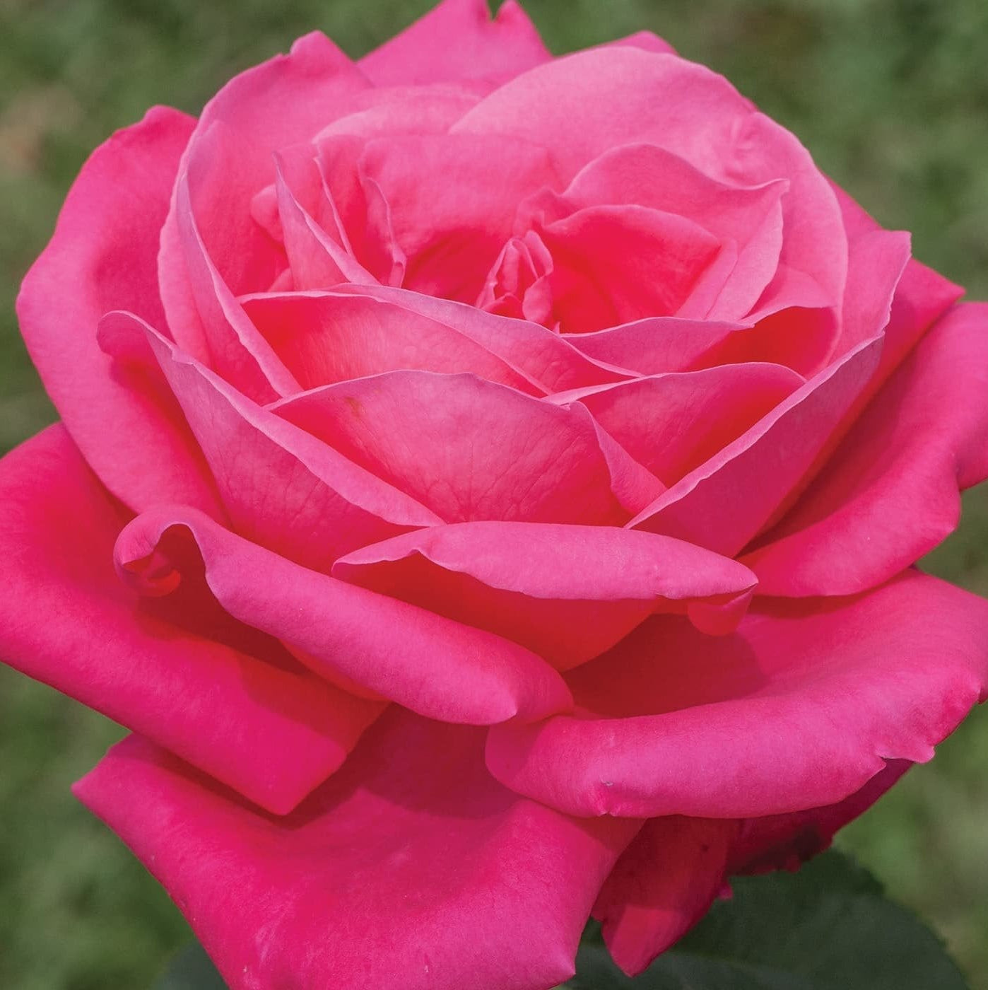 Miss All-American Beauty™ Potted Tree Rose