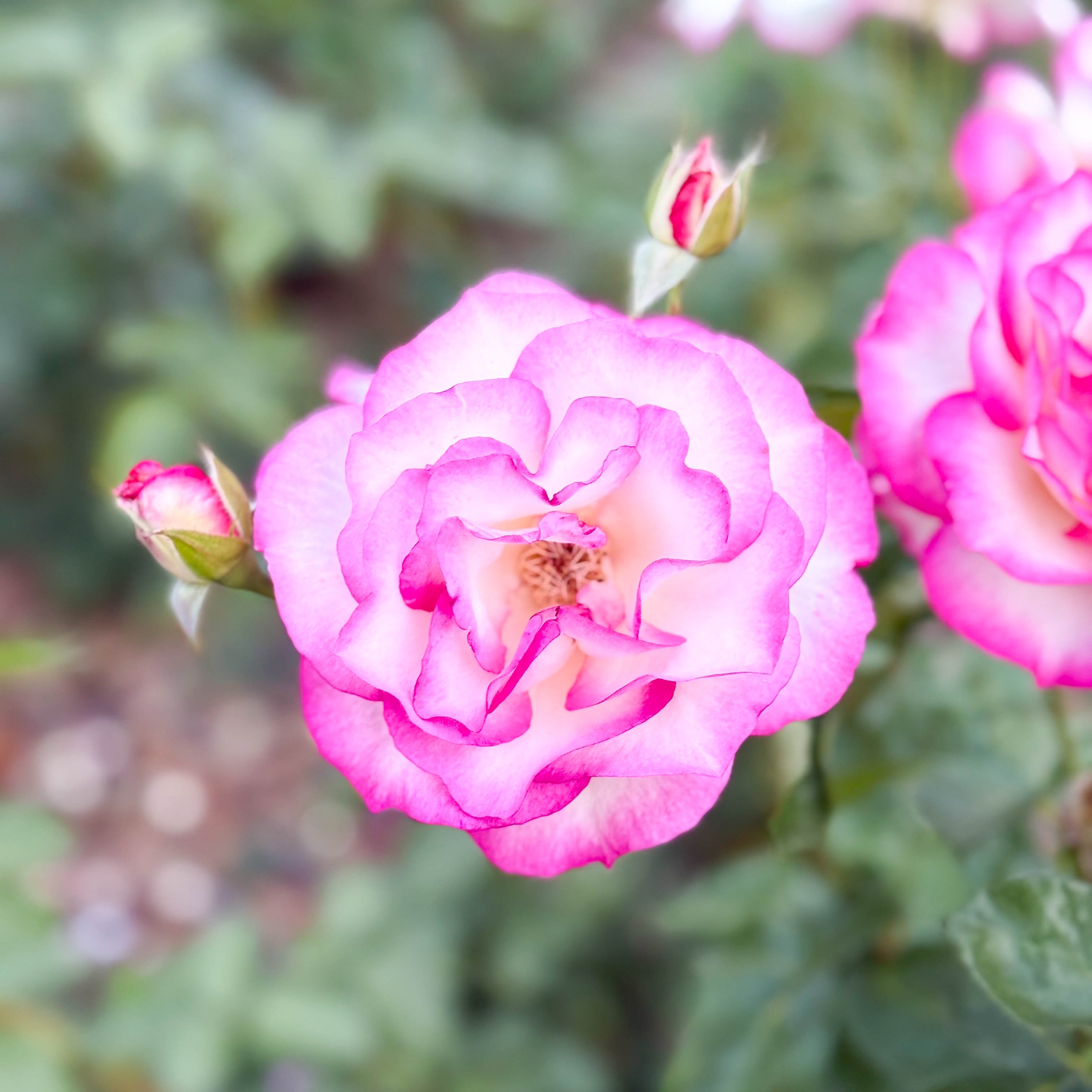Miss Congeniality™ Bare Root Tree Rose