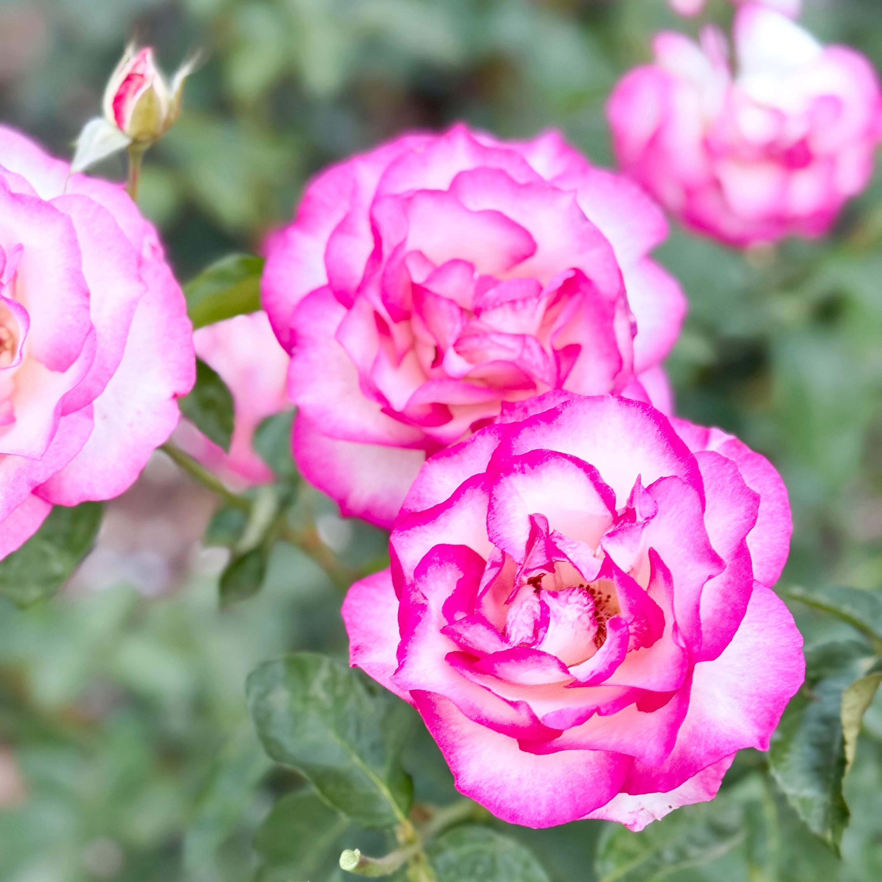 Miss Congeniality™ Bare Root Tree Rose