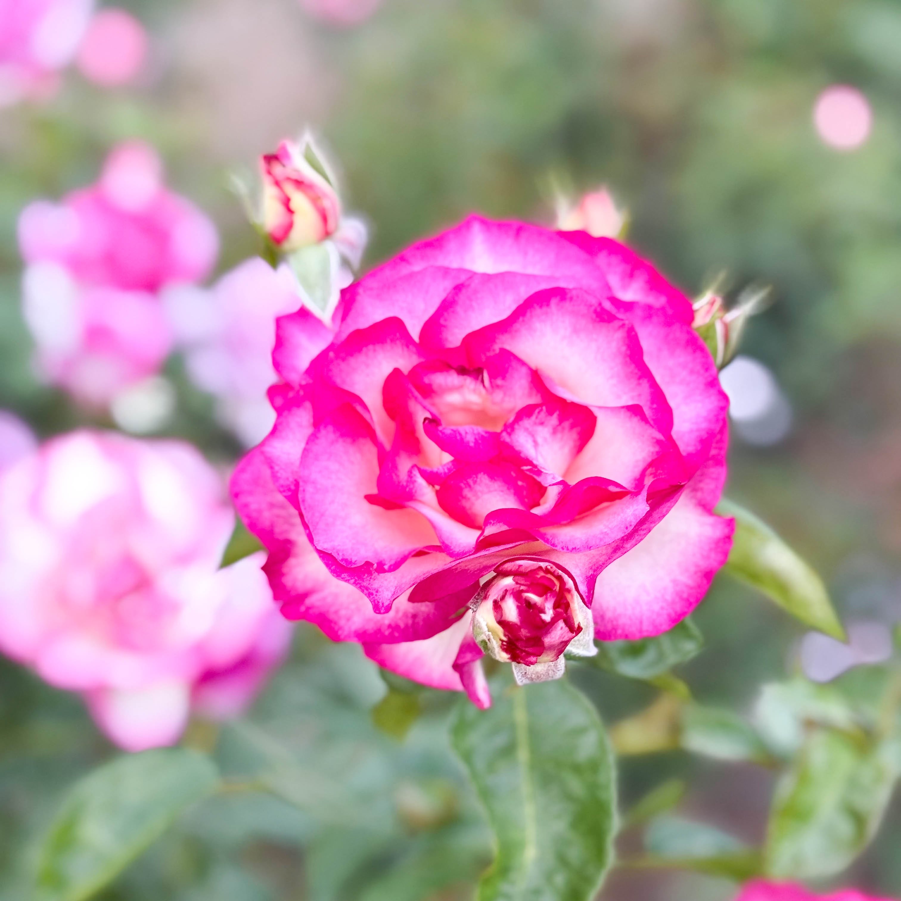 Miss Congeniality™ Bare Root Rose Bush