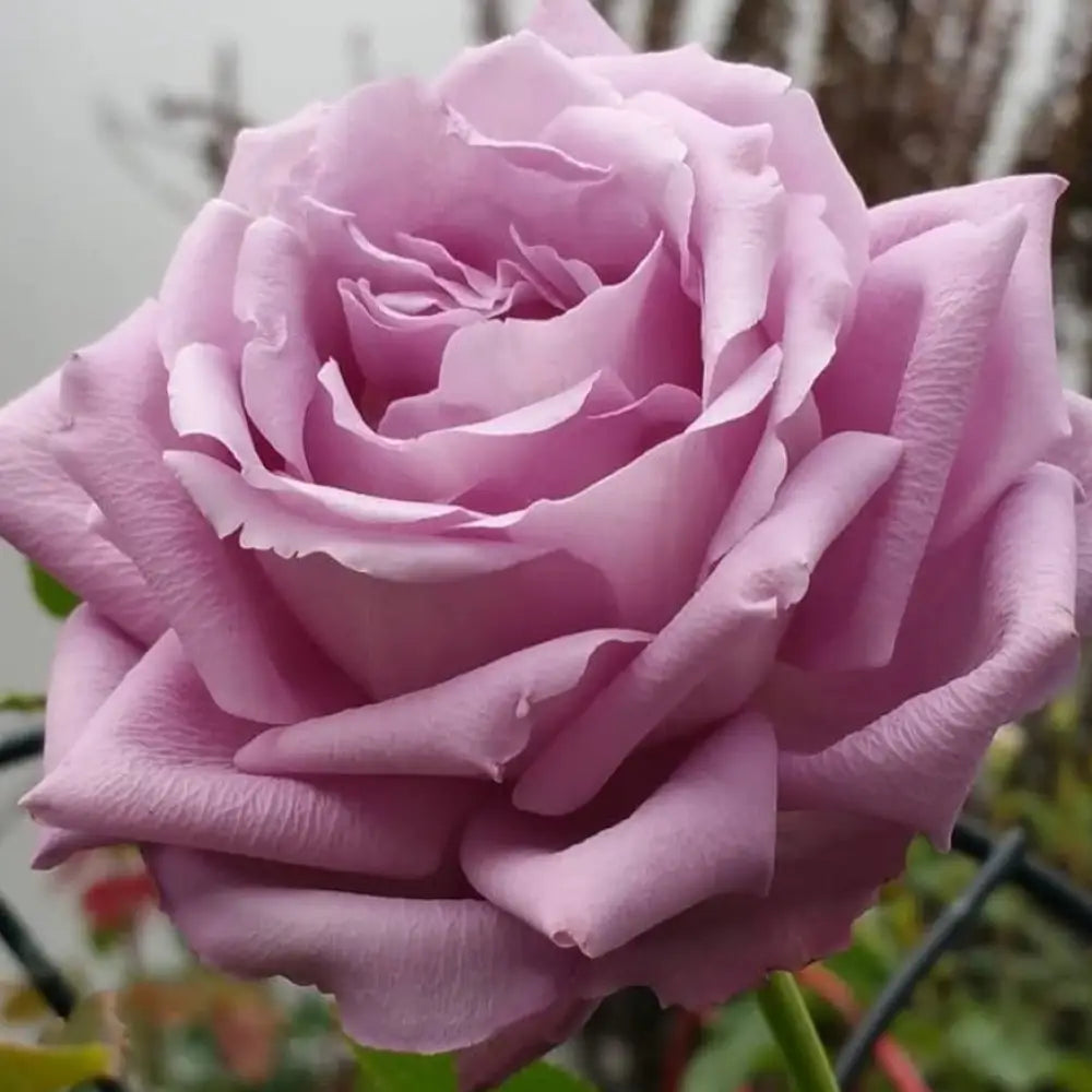 Moonlight Magic Potted Rose Bush
