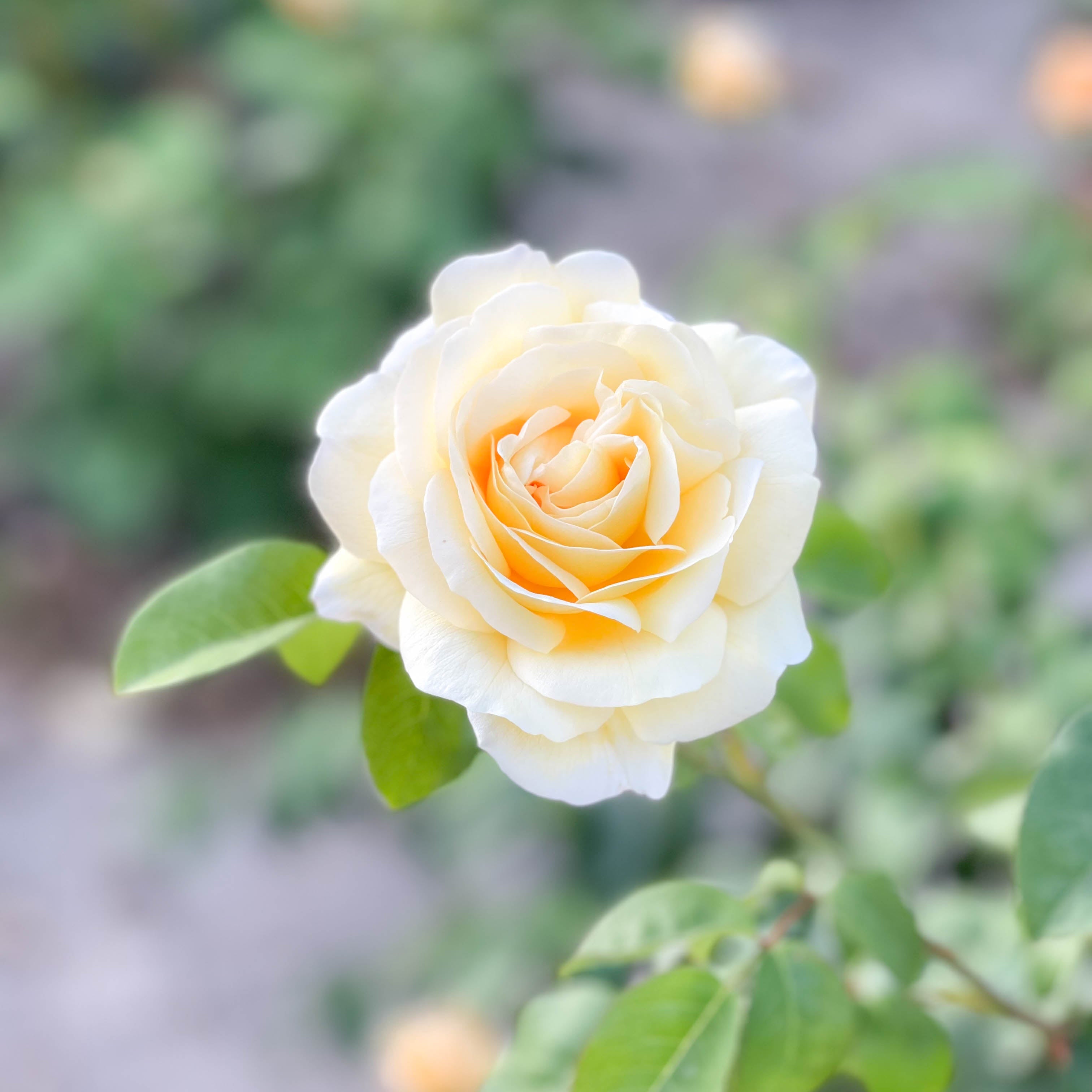 Romantica® Moonlight™ Bare Root Rose Bush