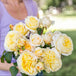 Romantica® Moonlight™ Potted Rose Bush