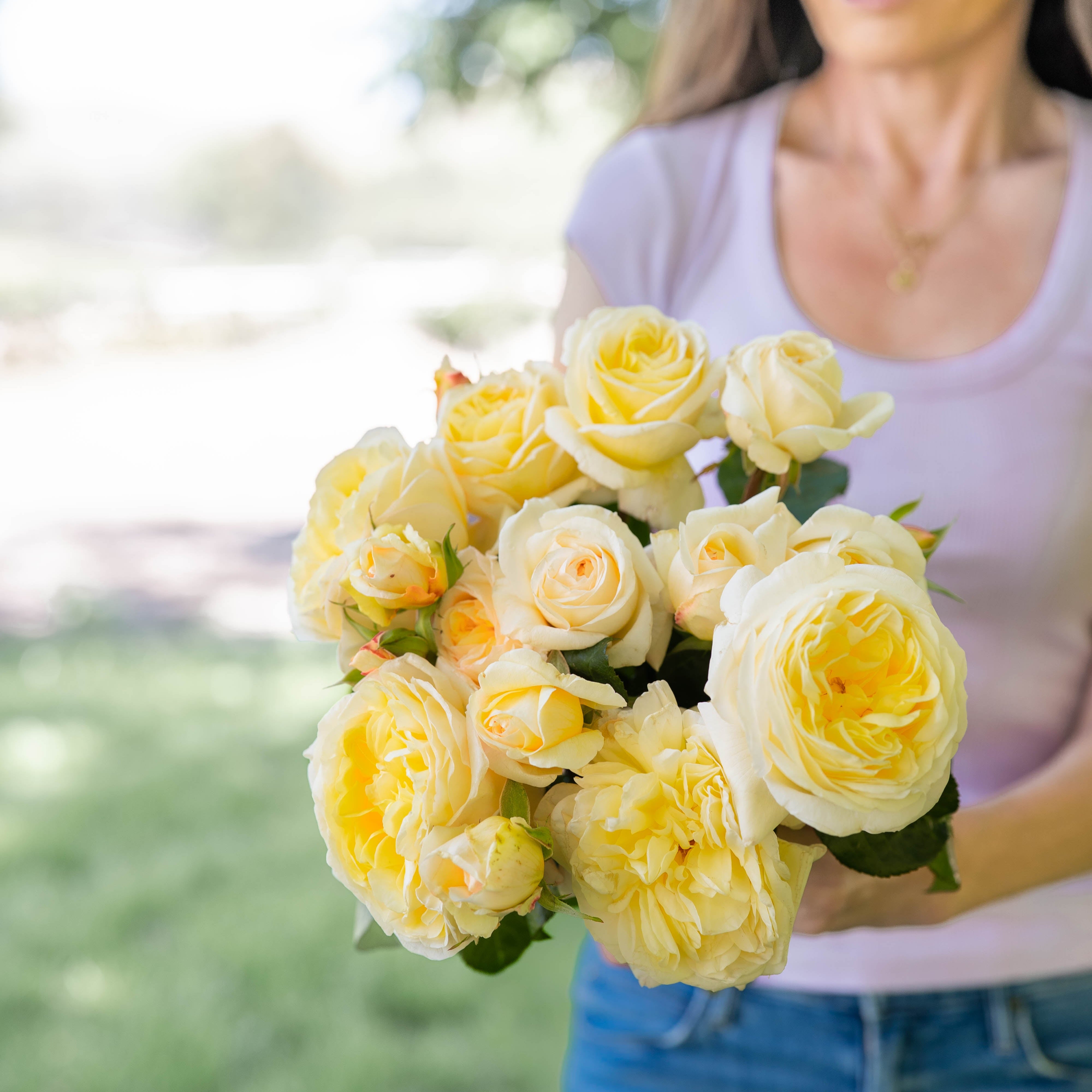 Romantica® Moonlight™ Bare Root Rose Bush