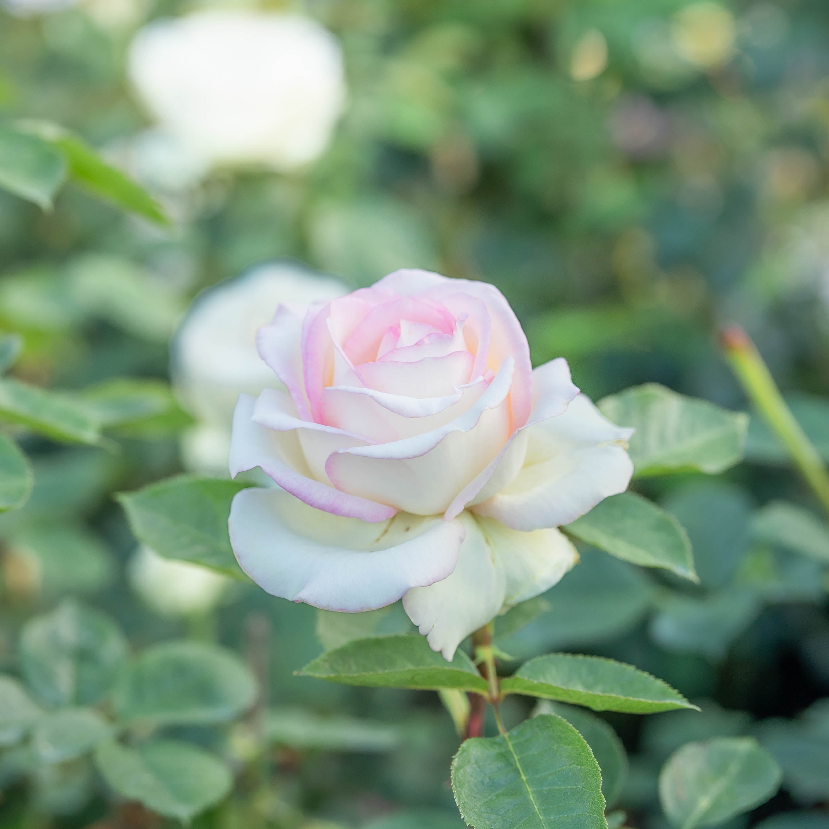 Moonstone® Bare Root Rose Bush