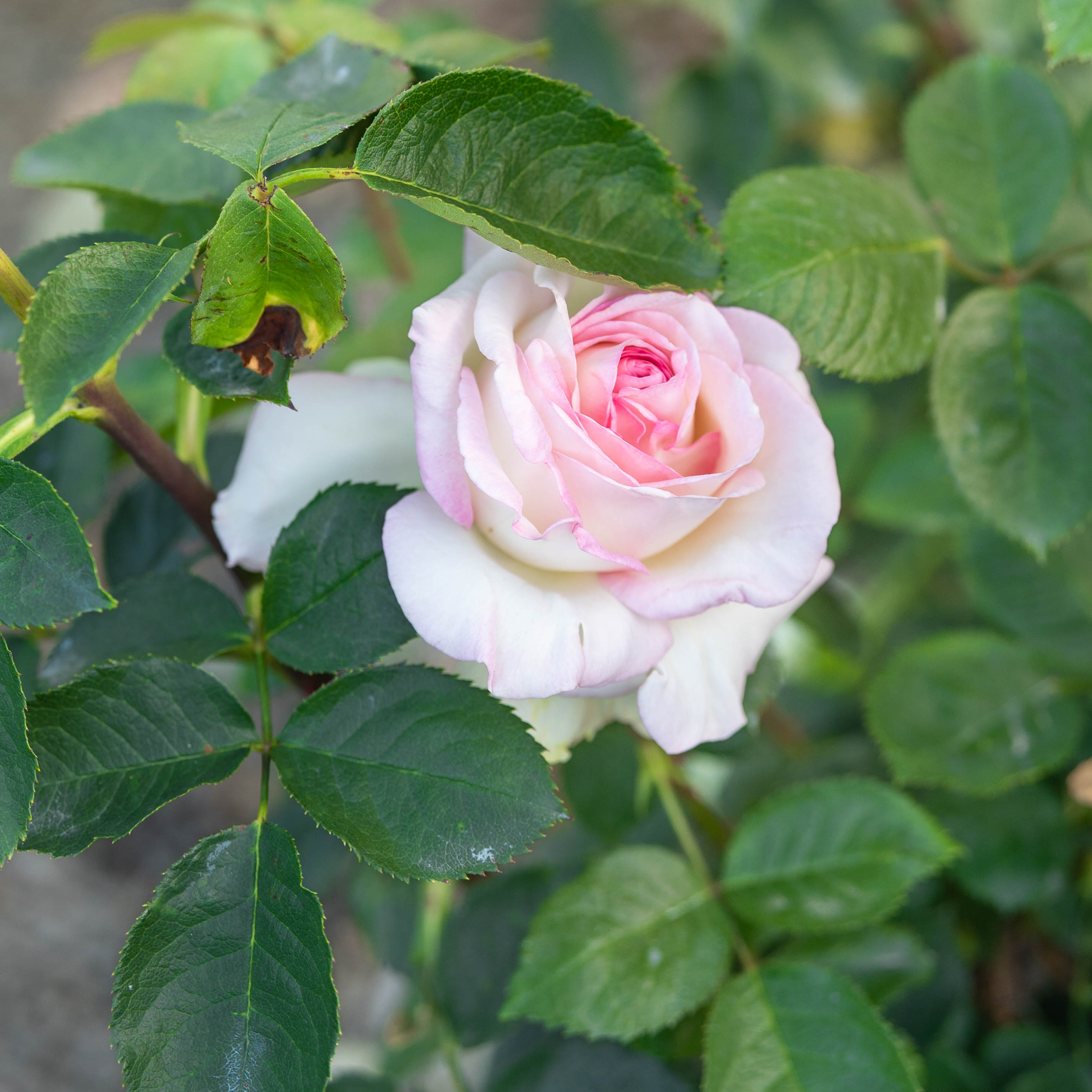 Moonstone® Potted Rose Bush